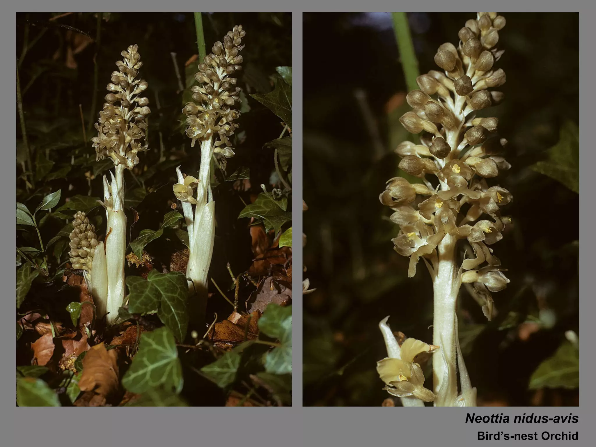 Neottia nidus-avis Bird’s-nest Orchid 
