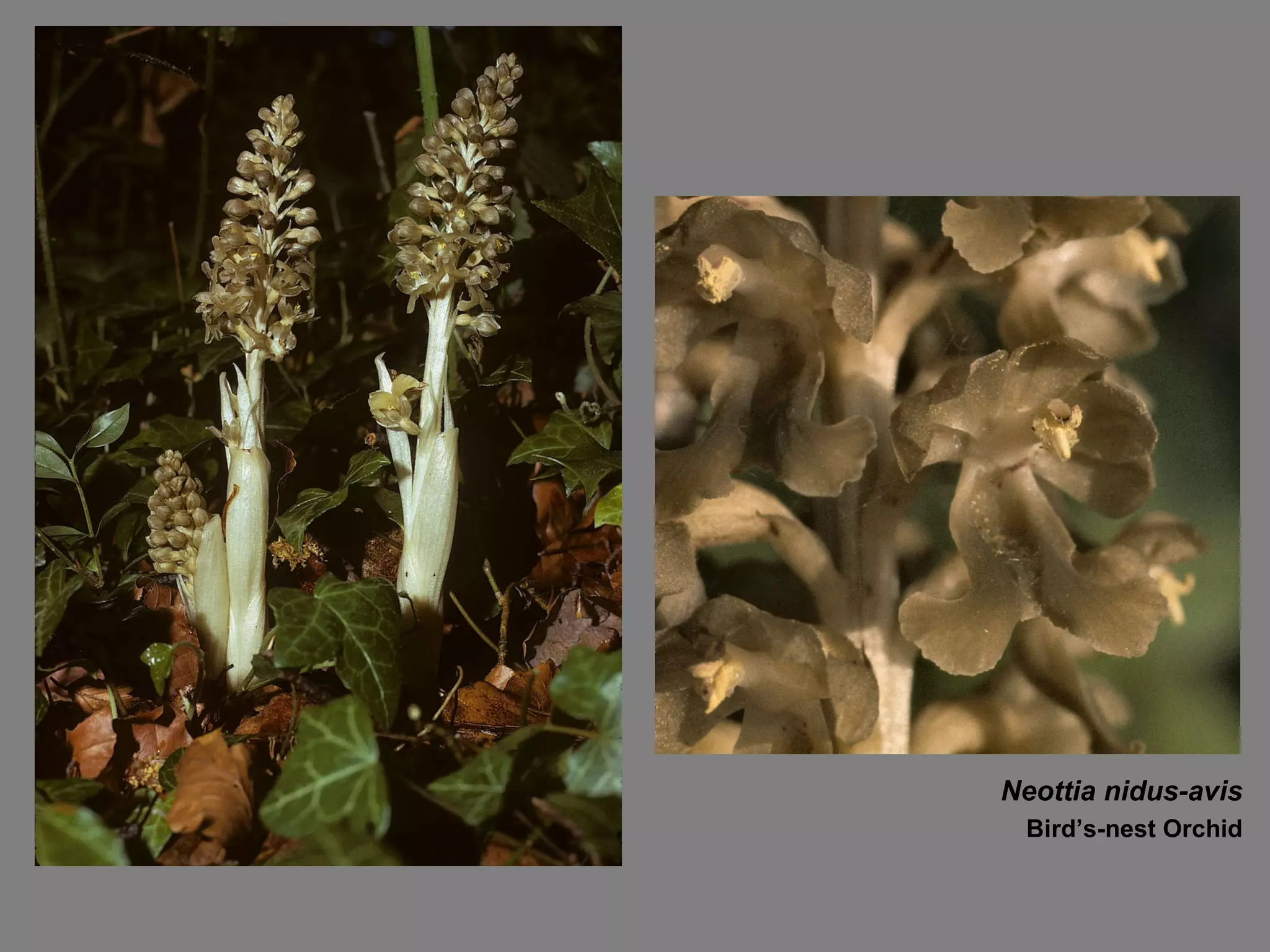 Neottia nidus-avis Bird’s-nest Orchid 