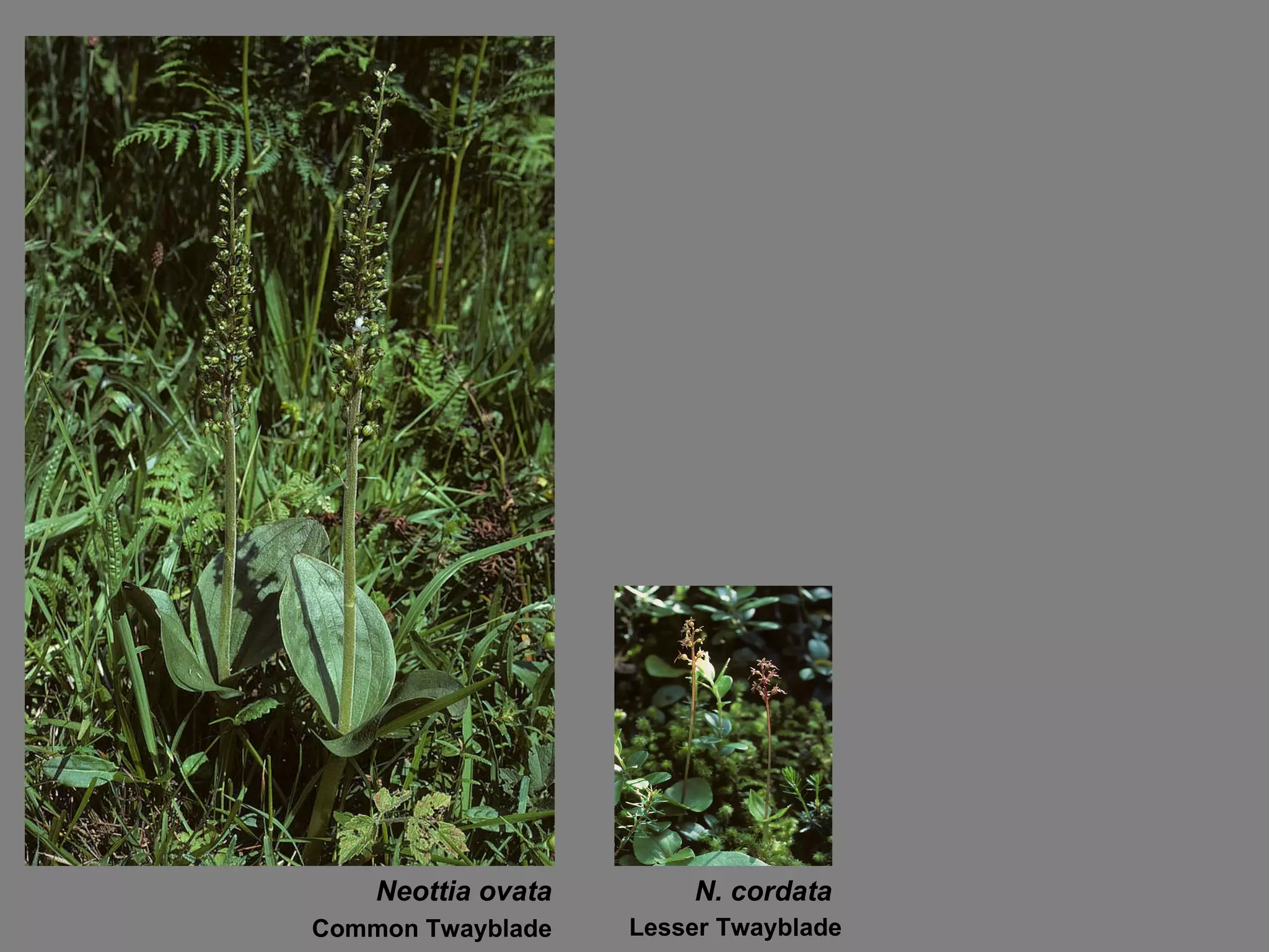 Neottia ovata N. cordata Common Twayblade Lesser Twayblade 