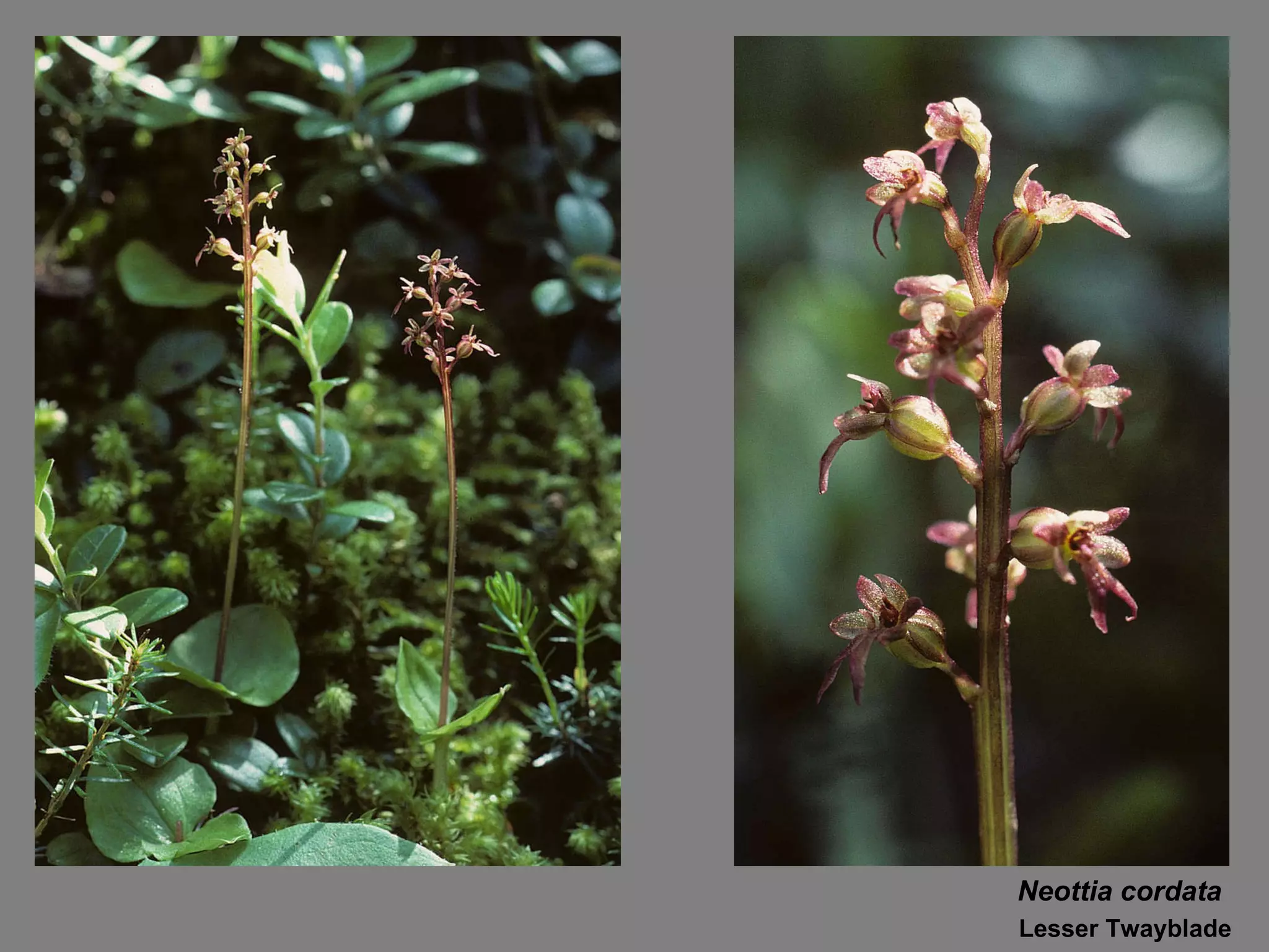 Neottia cordata Lesser Twayblade 