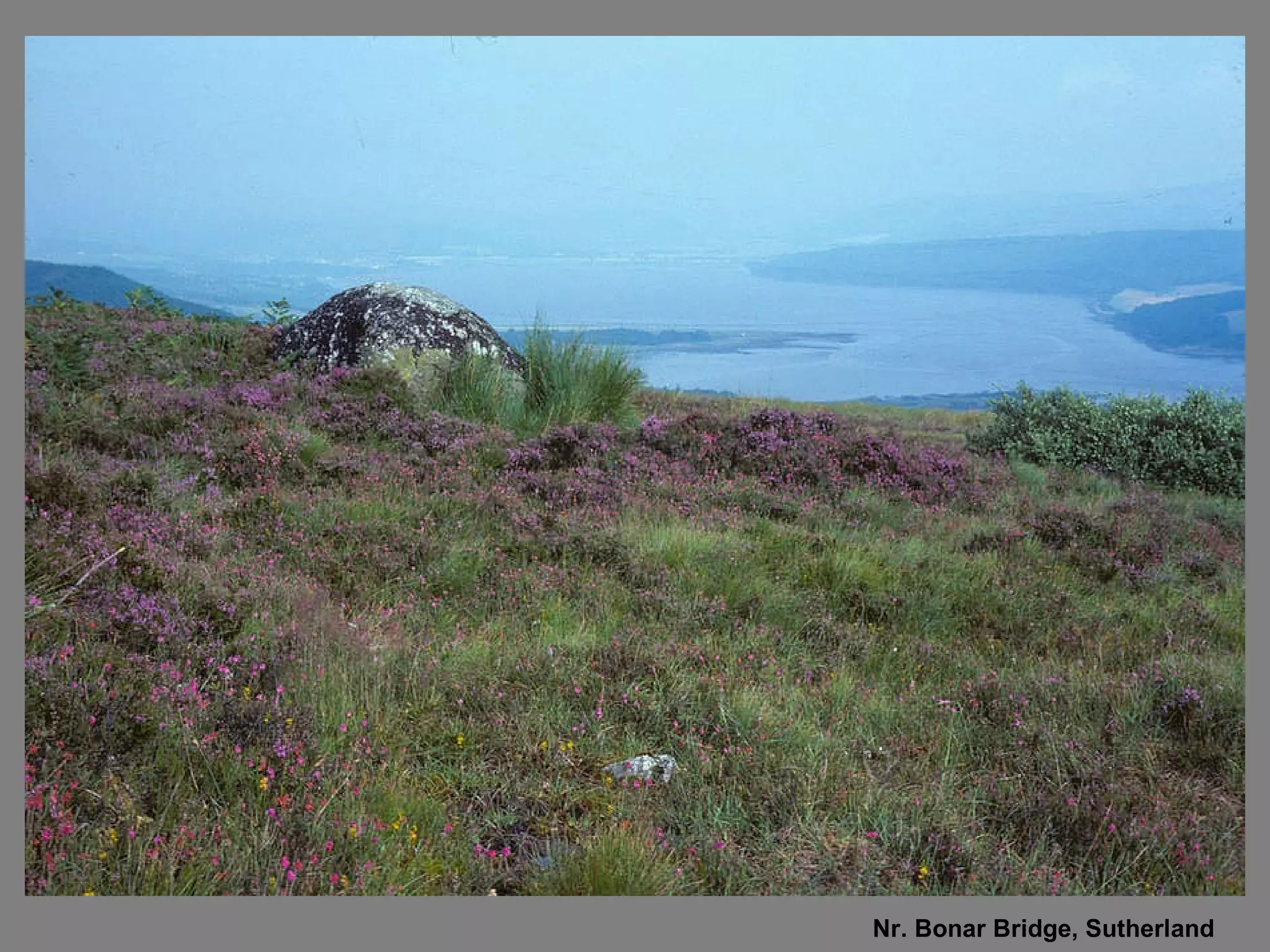 Nr. Bonar Bridge, Sutherland  