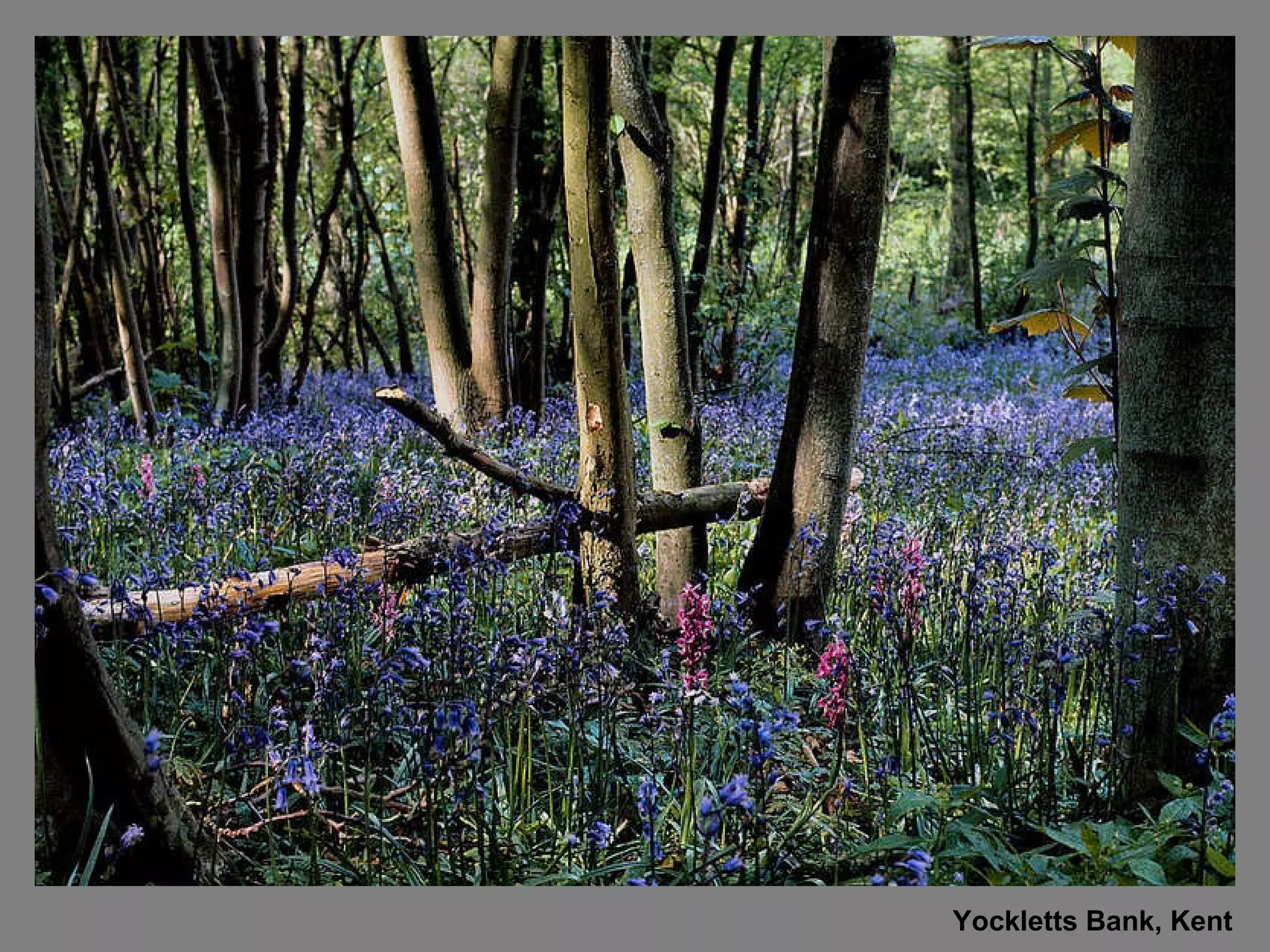 Yockletts Bank, Kent 