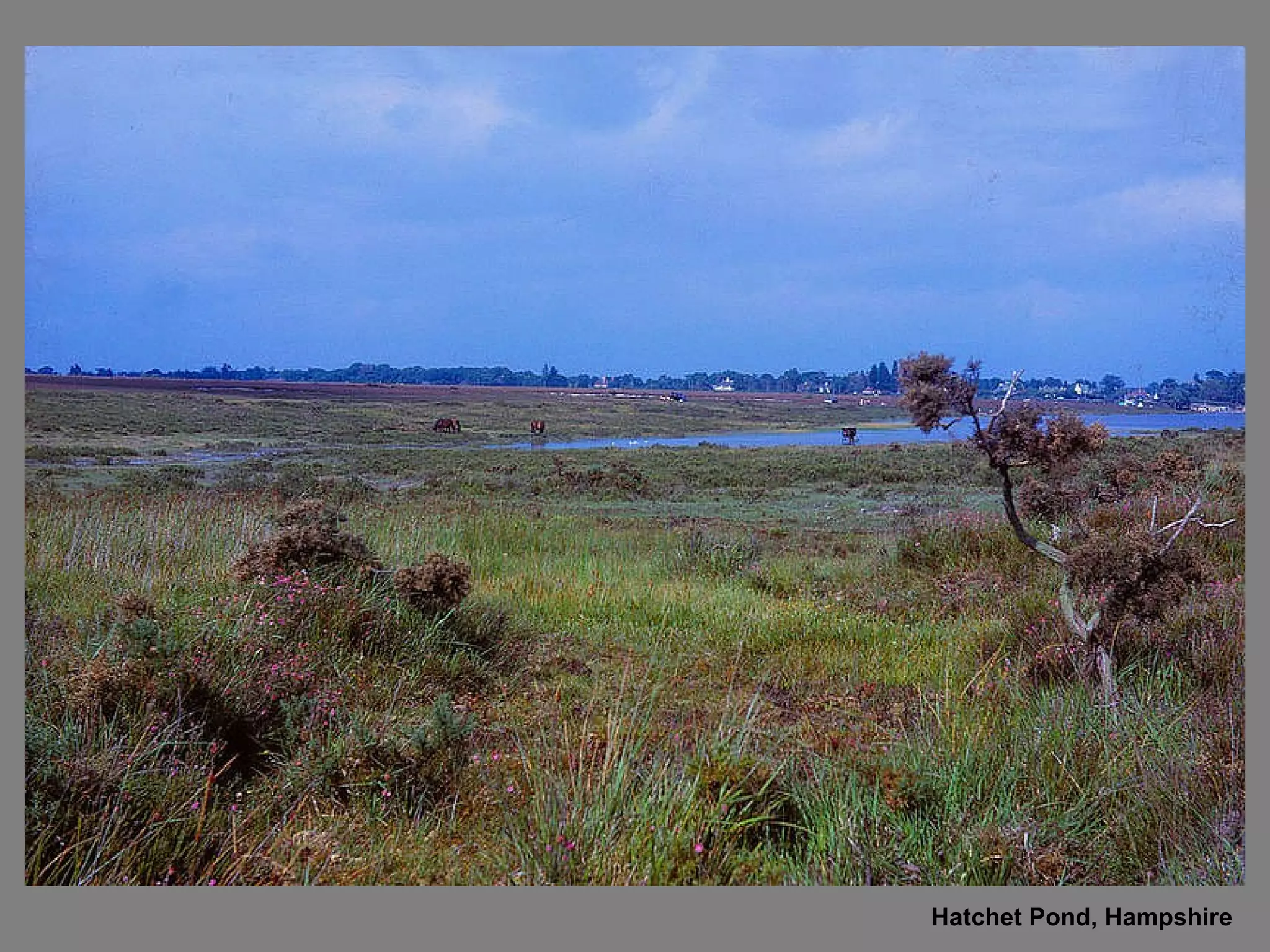 Hatchet Pond, Hampshire 