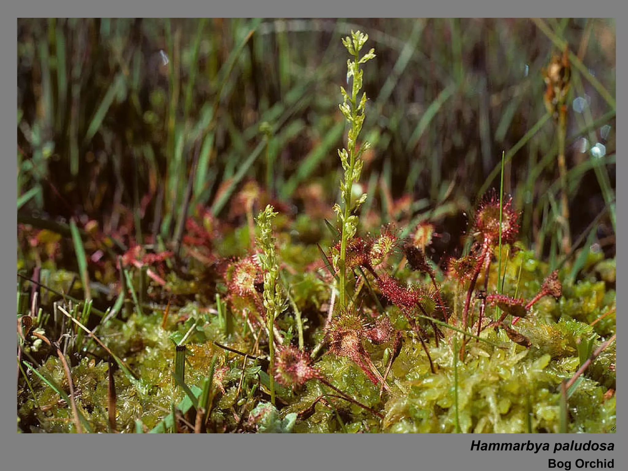 Hammarbya paludosa Bog Orchid 