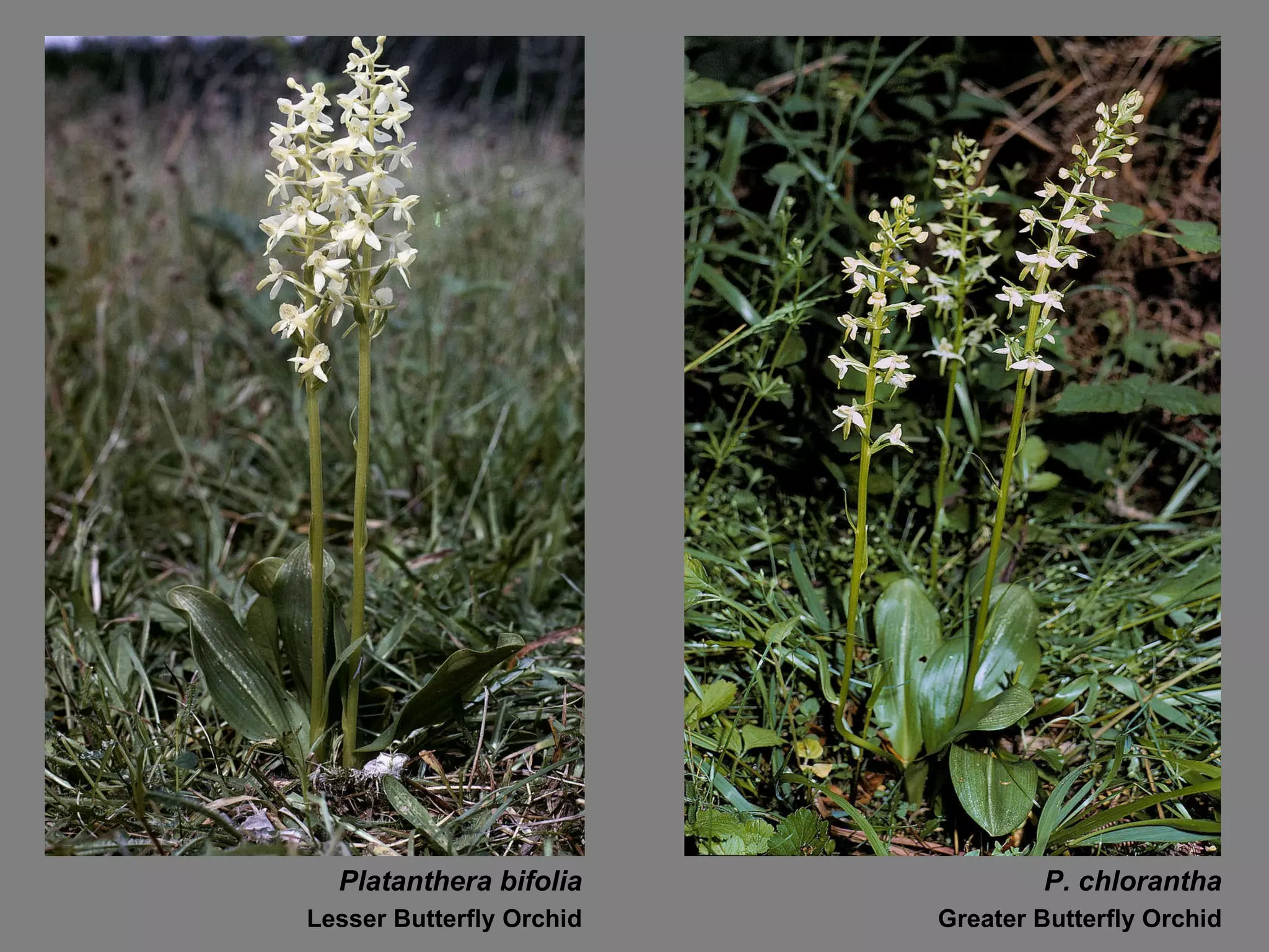 Platanthera bifolia P. chlorantha Lesser Butterfly Orchid Greater Butterfly Orchid 