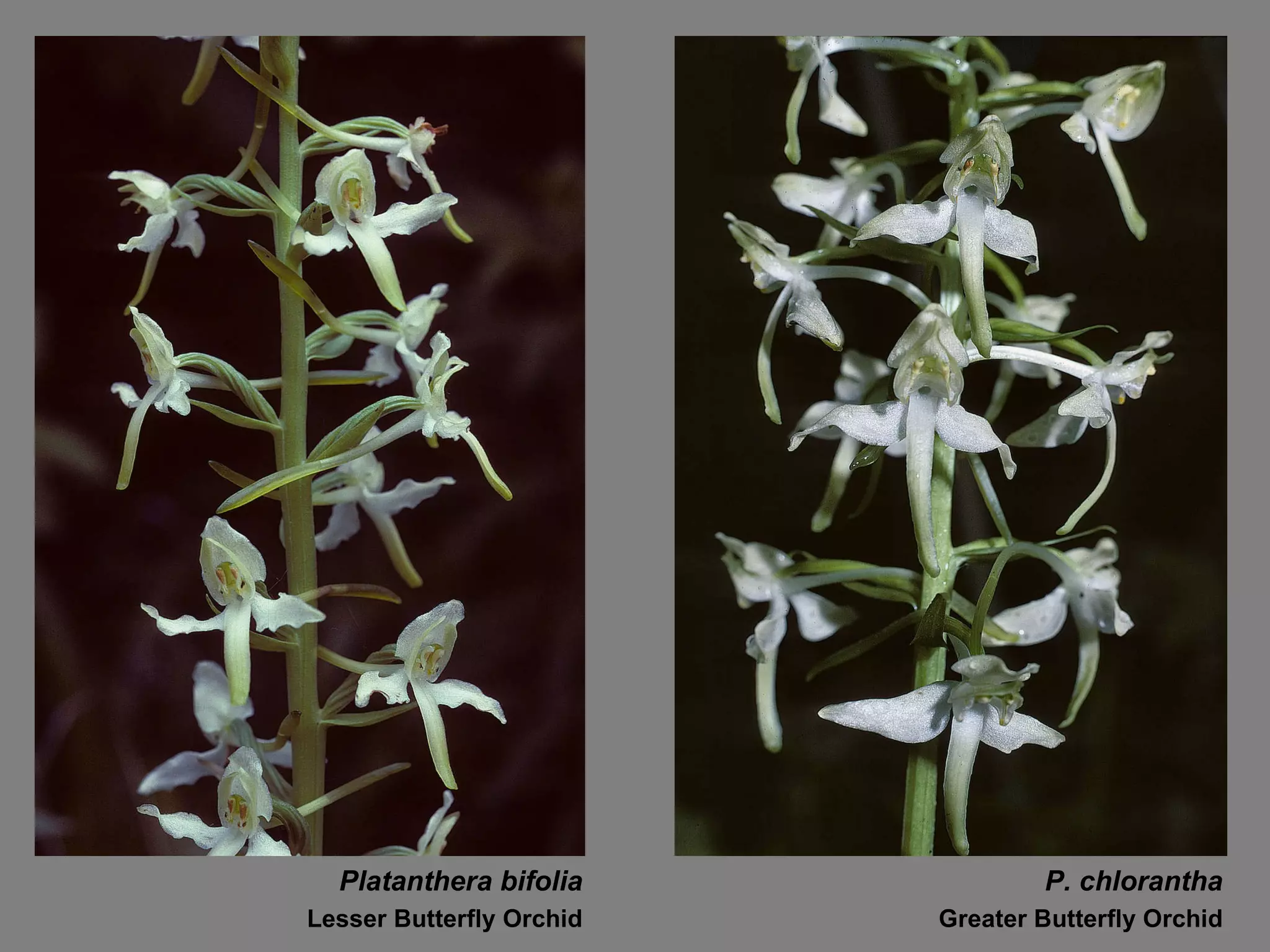 Platanthera bifolia P. chlorantha Lesser Butterfly Orchid Greater Butterfly Orchid 
