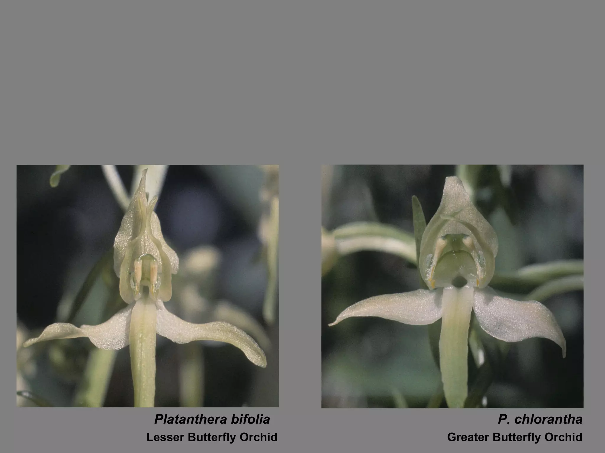 Platanthera bifolia  P. chlorantha Lesser Butterfly Orchid Greater Butterfly Orchid 
