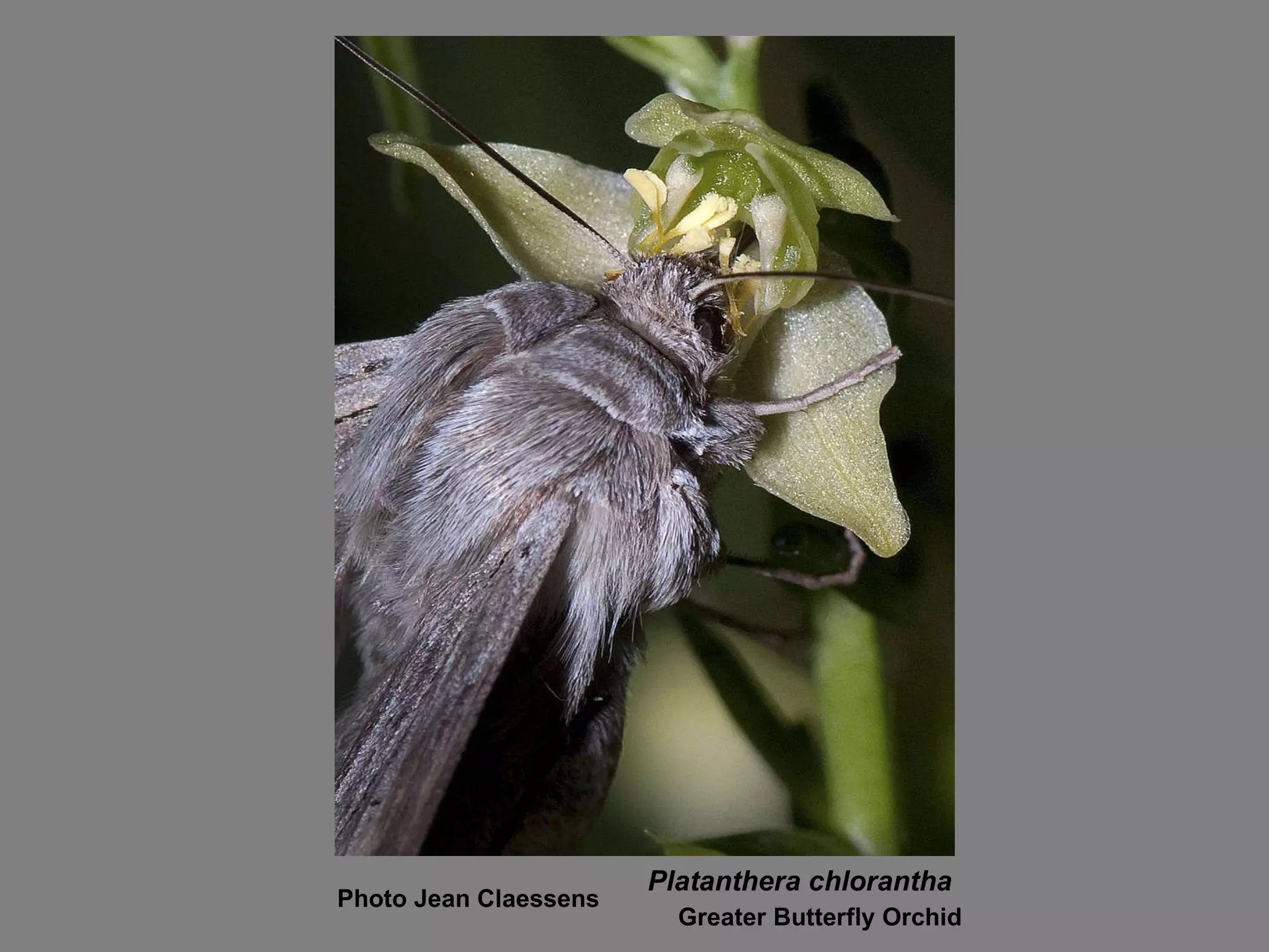 Platanthera chlorantha Greater Butterfly Orchid Photo Jean Claessens 