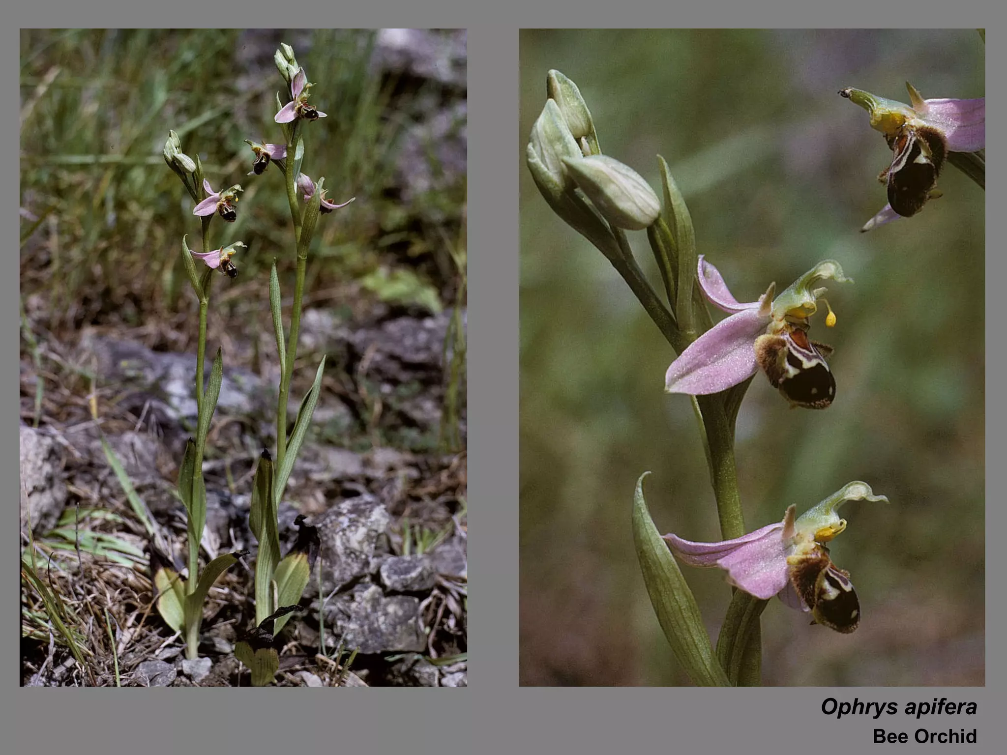 Ophrys apifera Bee Orchid 