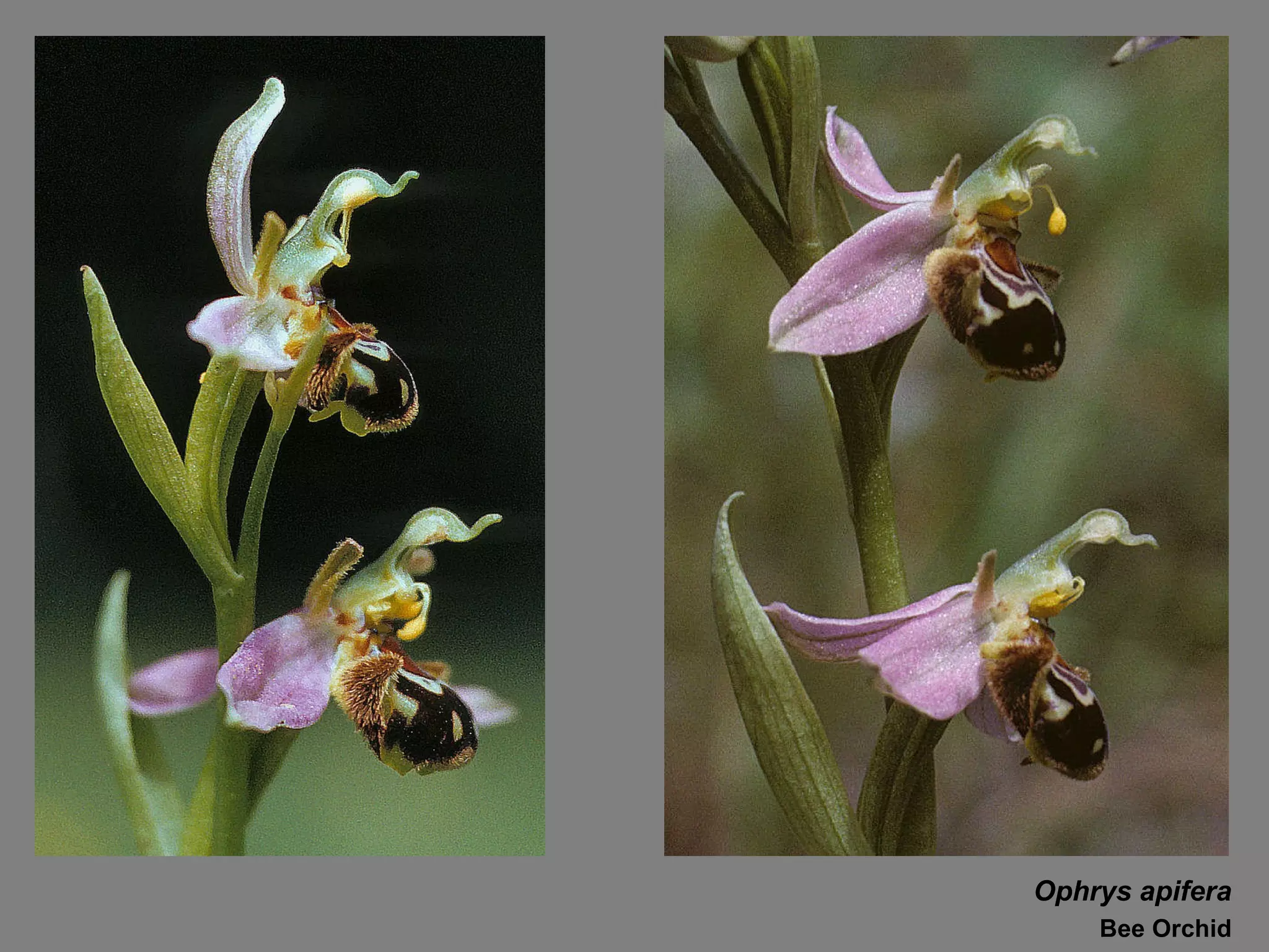 Ophrys apifera Bee Orchid 