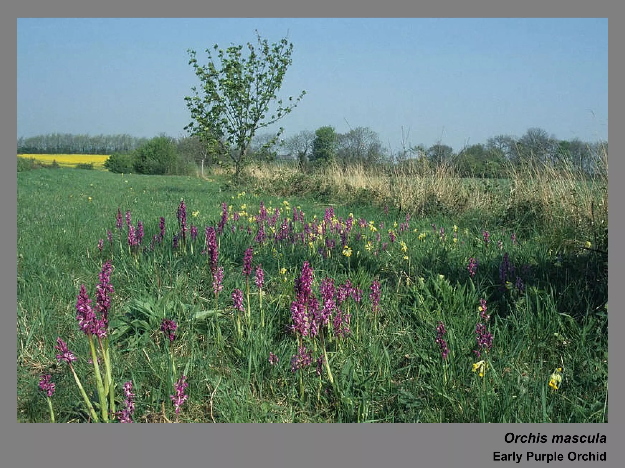Orchis mascula Early Purple Orchid 