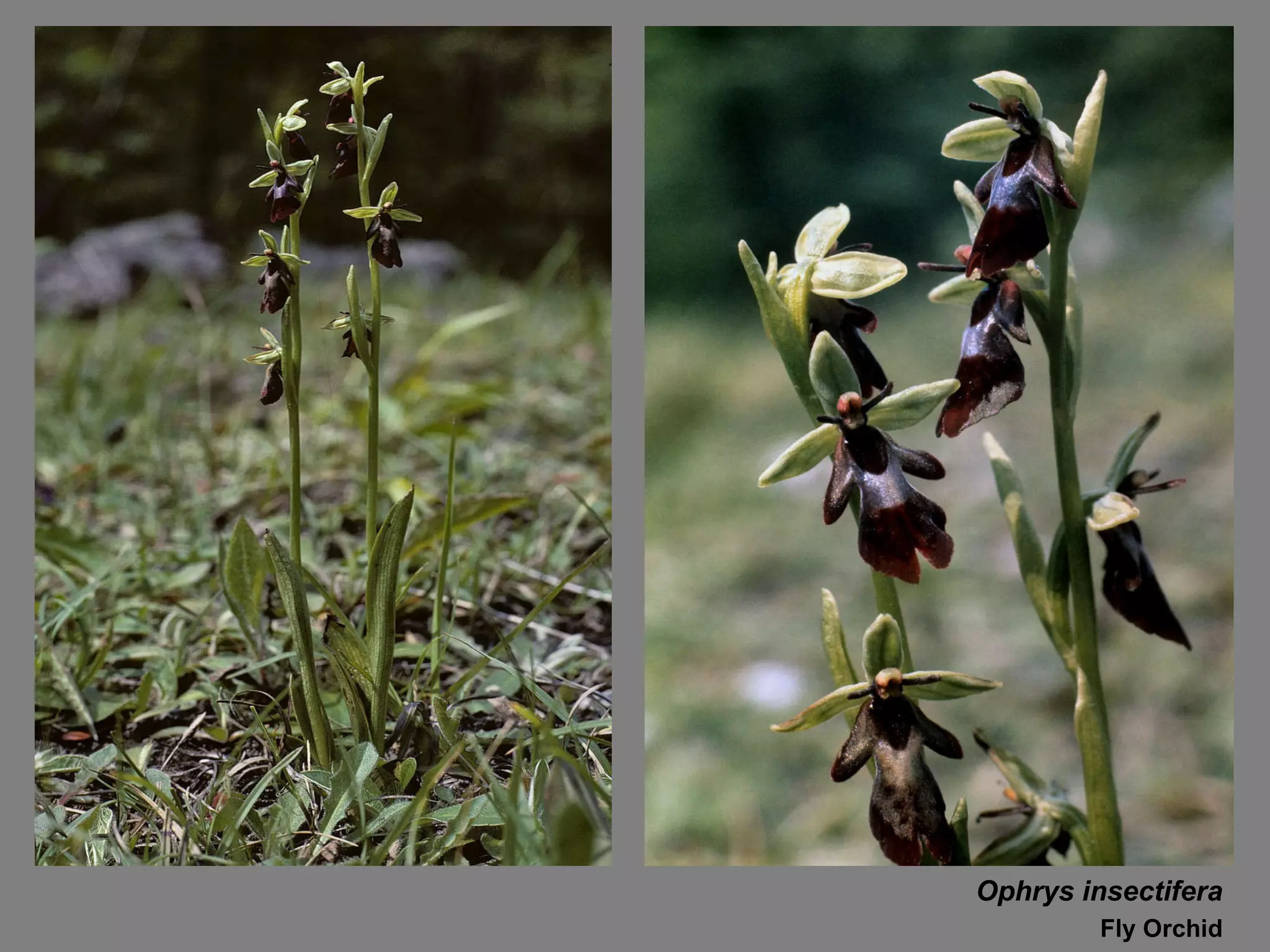 Ophrys insectifera Fly Orchid 
