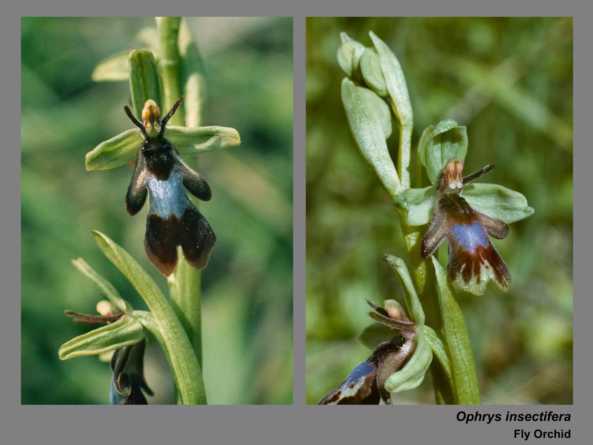 Ophrys insectifera Fly Orchid 