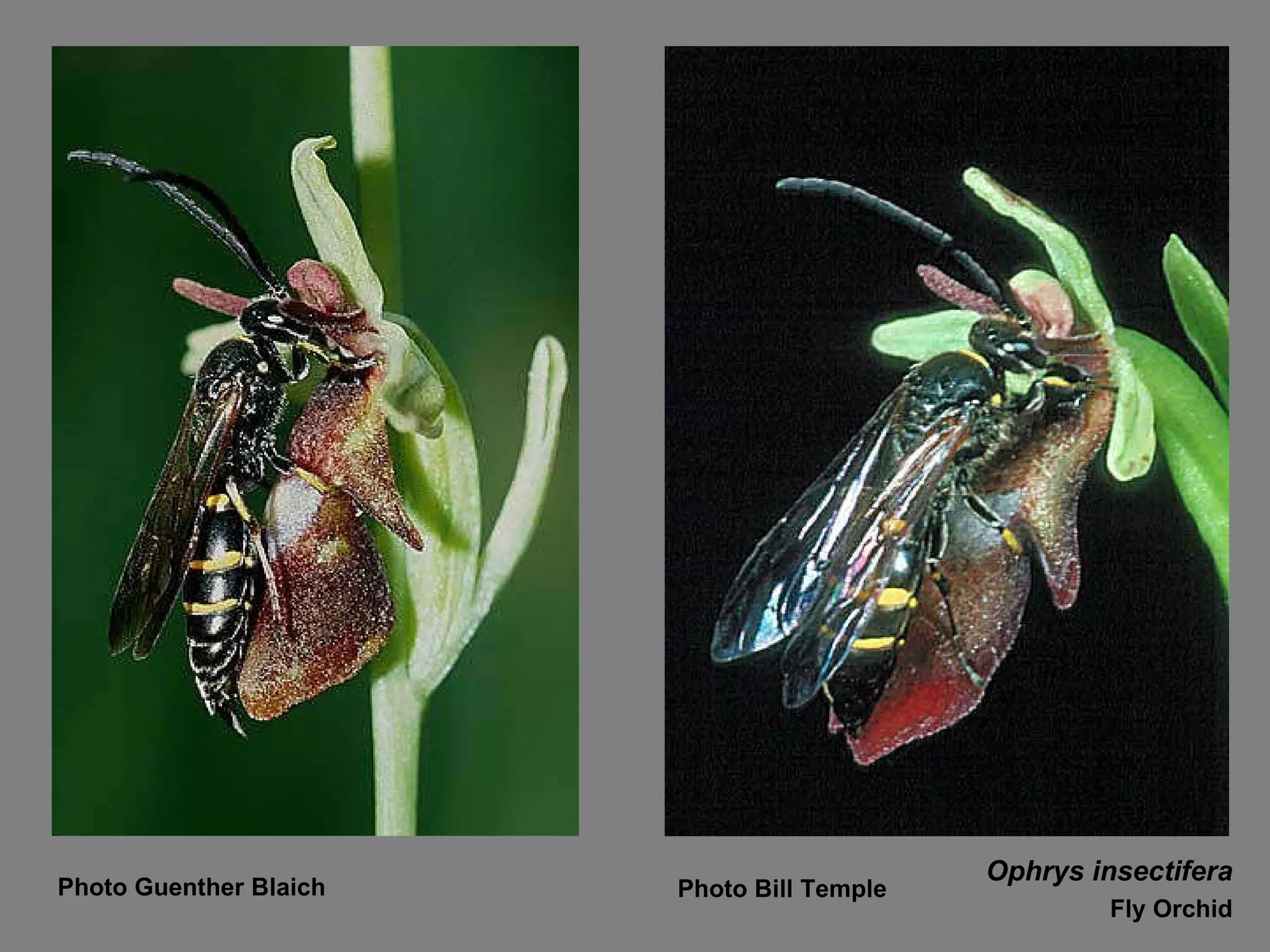 Ophrys insectifera Fly Orchid Photo Guenther Blaich Photo Bill Temple 
