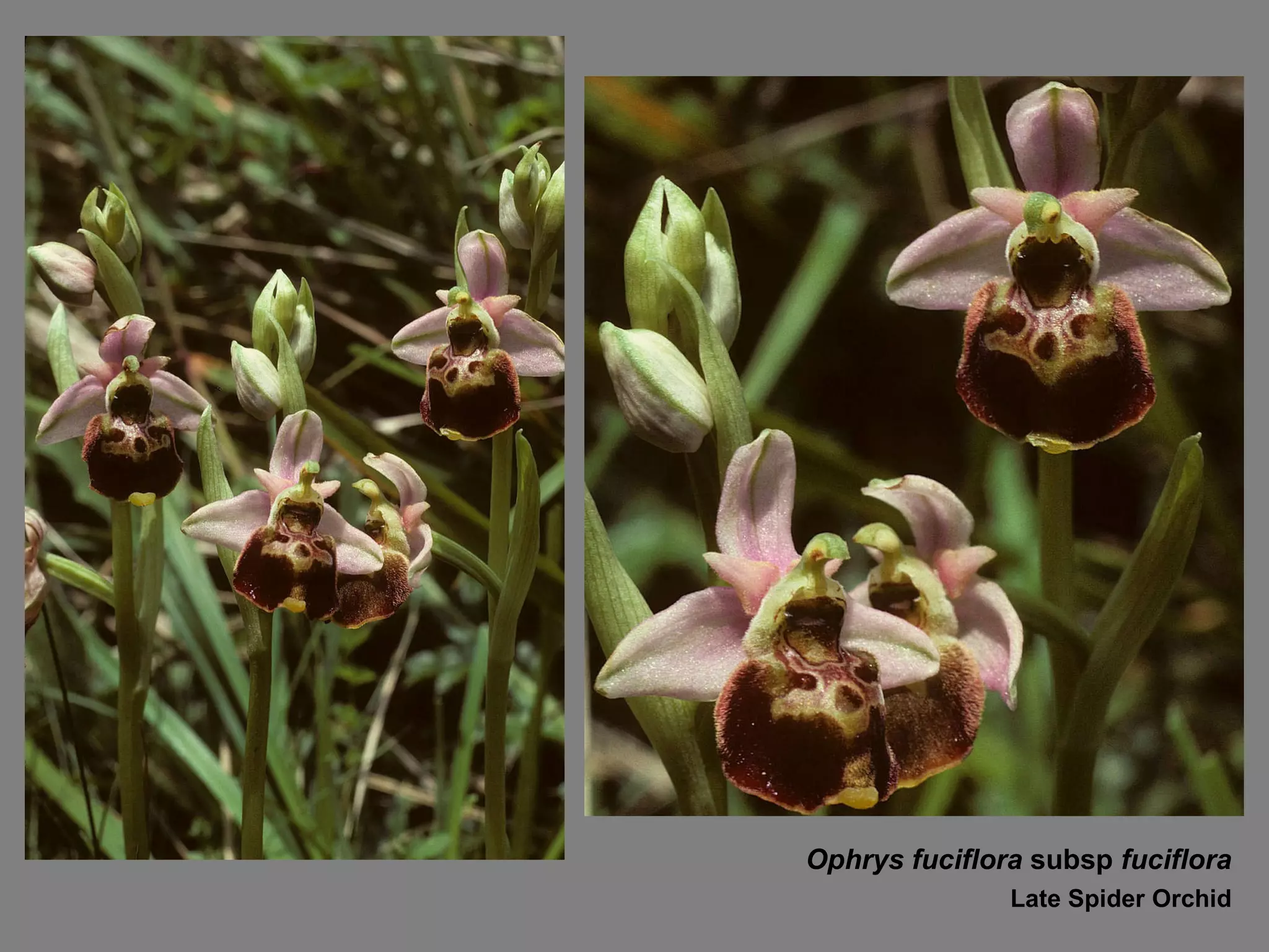 Ophrys fuciflora  subsp  fuciflora Late Spider Orchid 