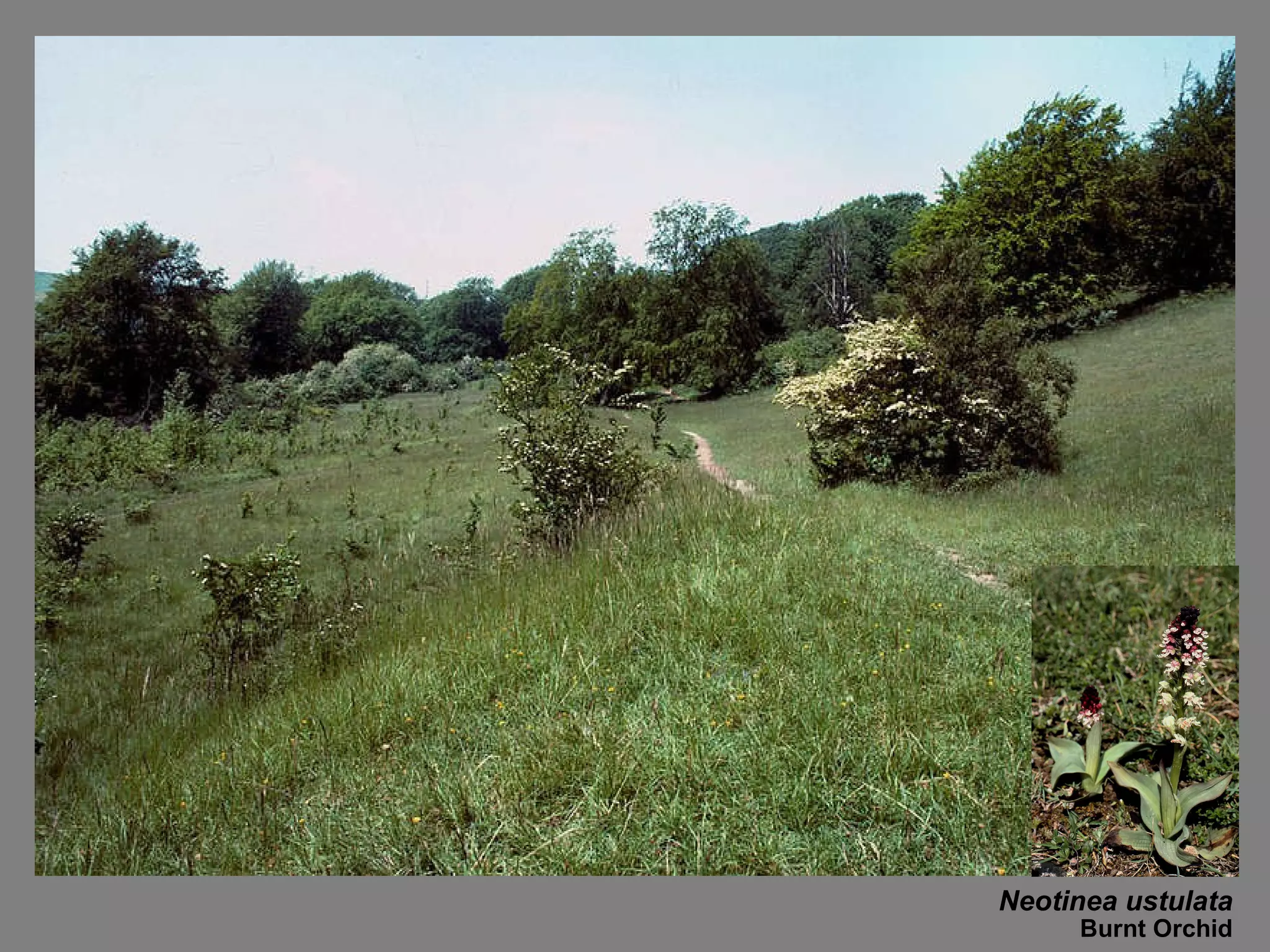 Neotinea ustulata Burnt Orchid 