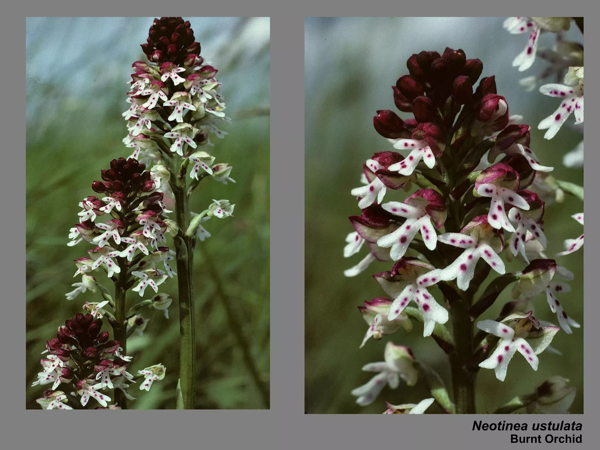 Neotinea ustulata Burnt Orchid 