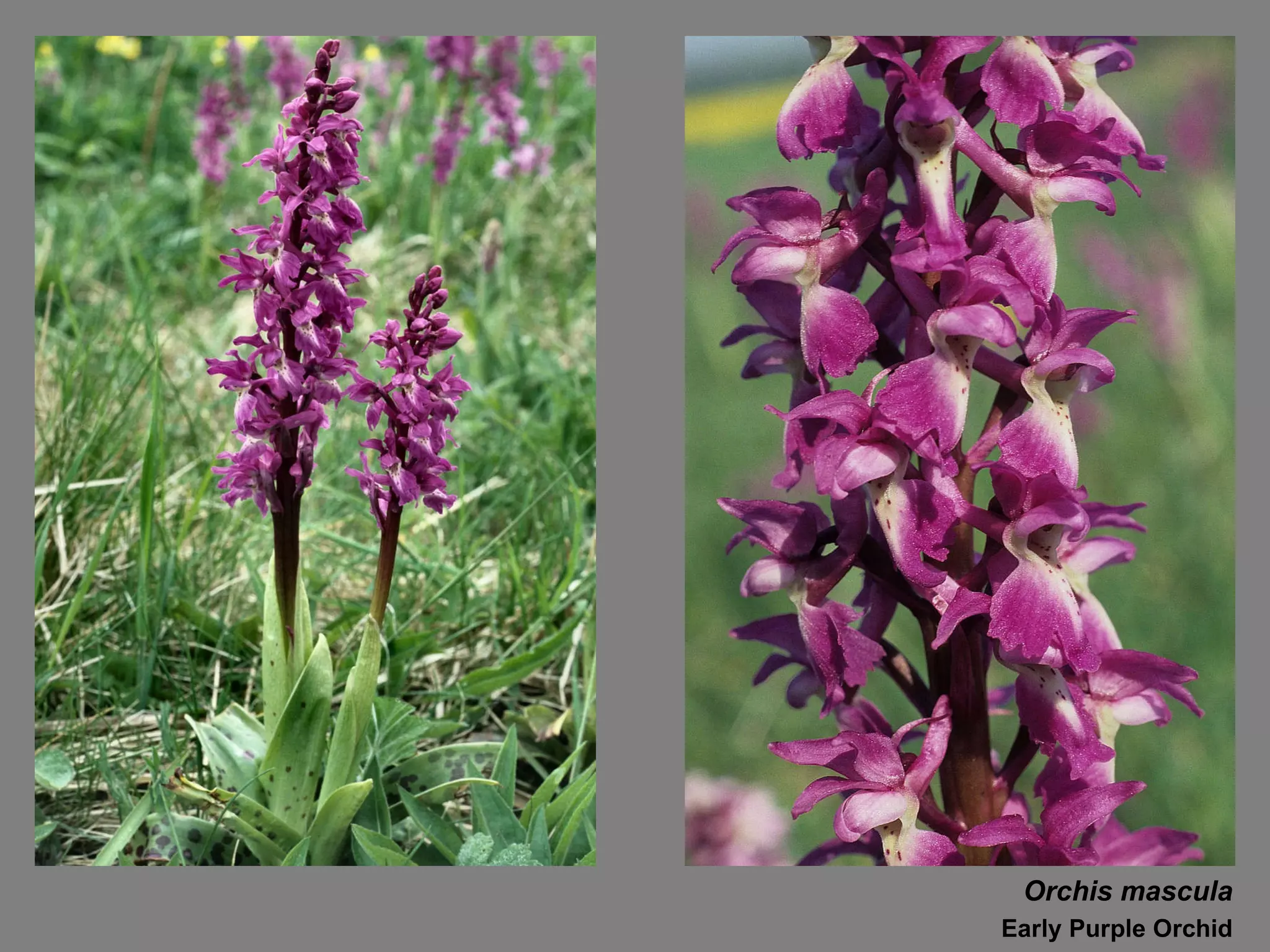 Orchis mascula Early Purple Orchid 