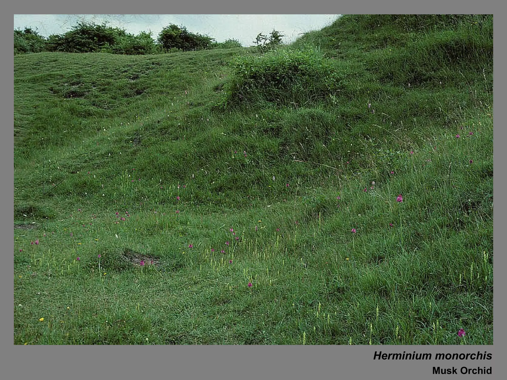 Herminium monorchis Musk Orchid 