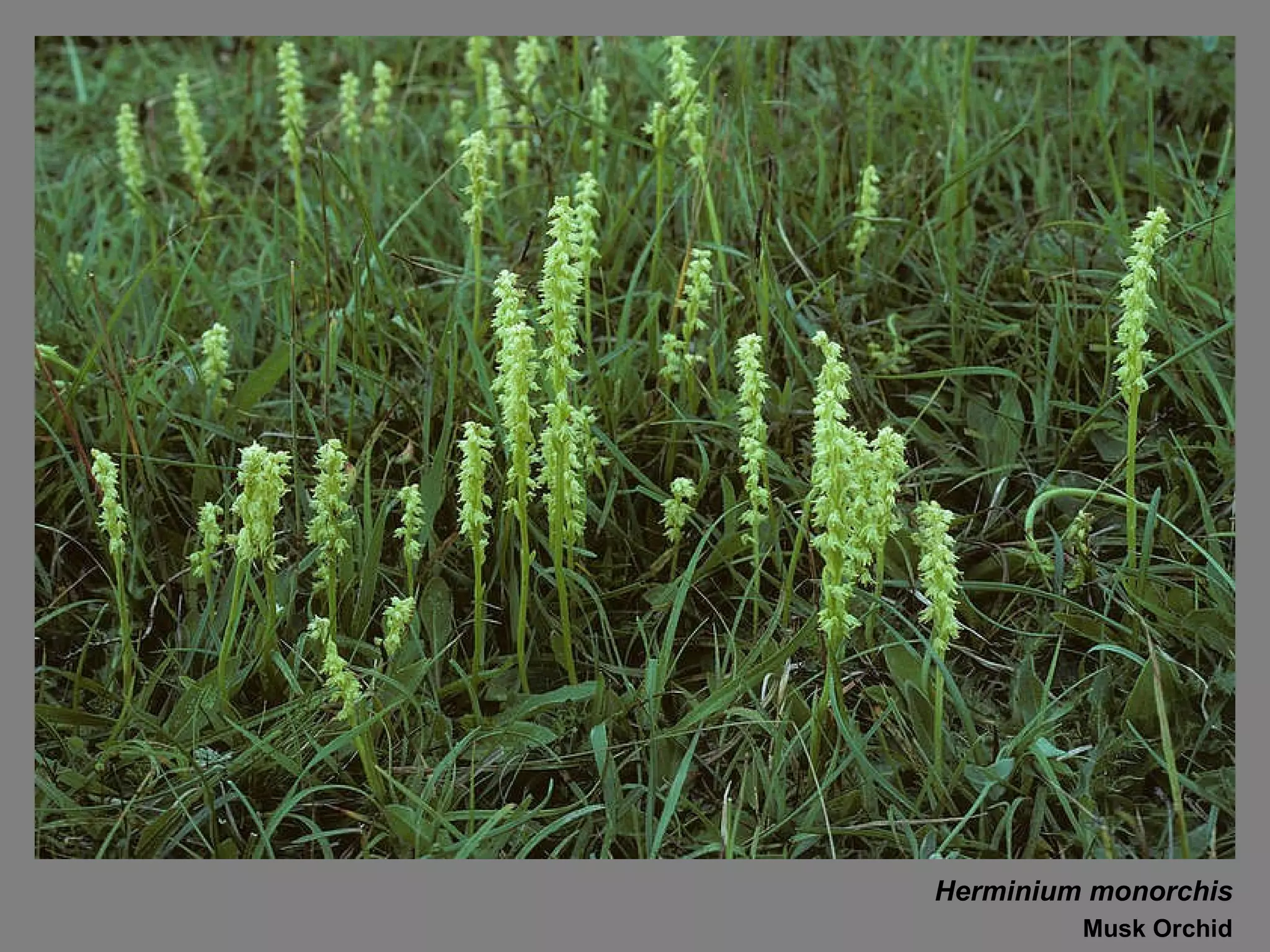 Herminium monorchis Musk Orchid 