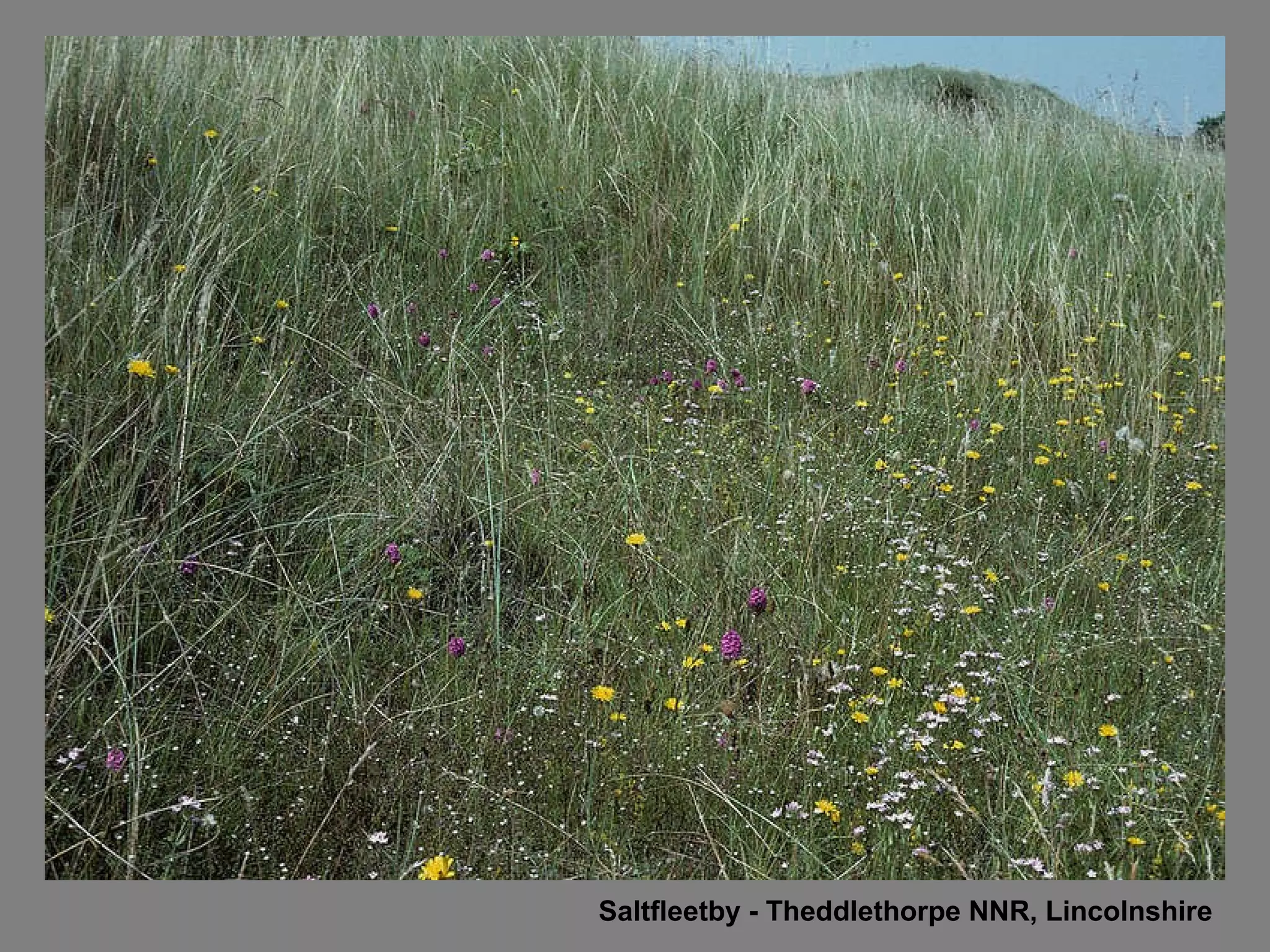 Saltfleetby - Theddlethorpe NNR, Lincolnshire 