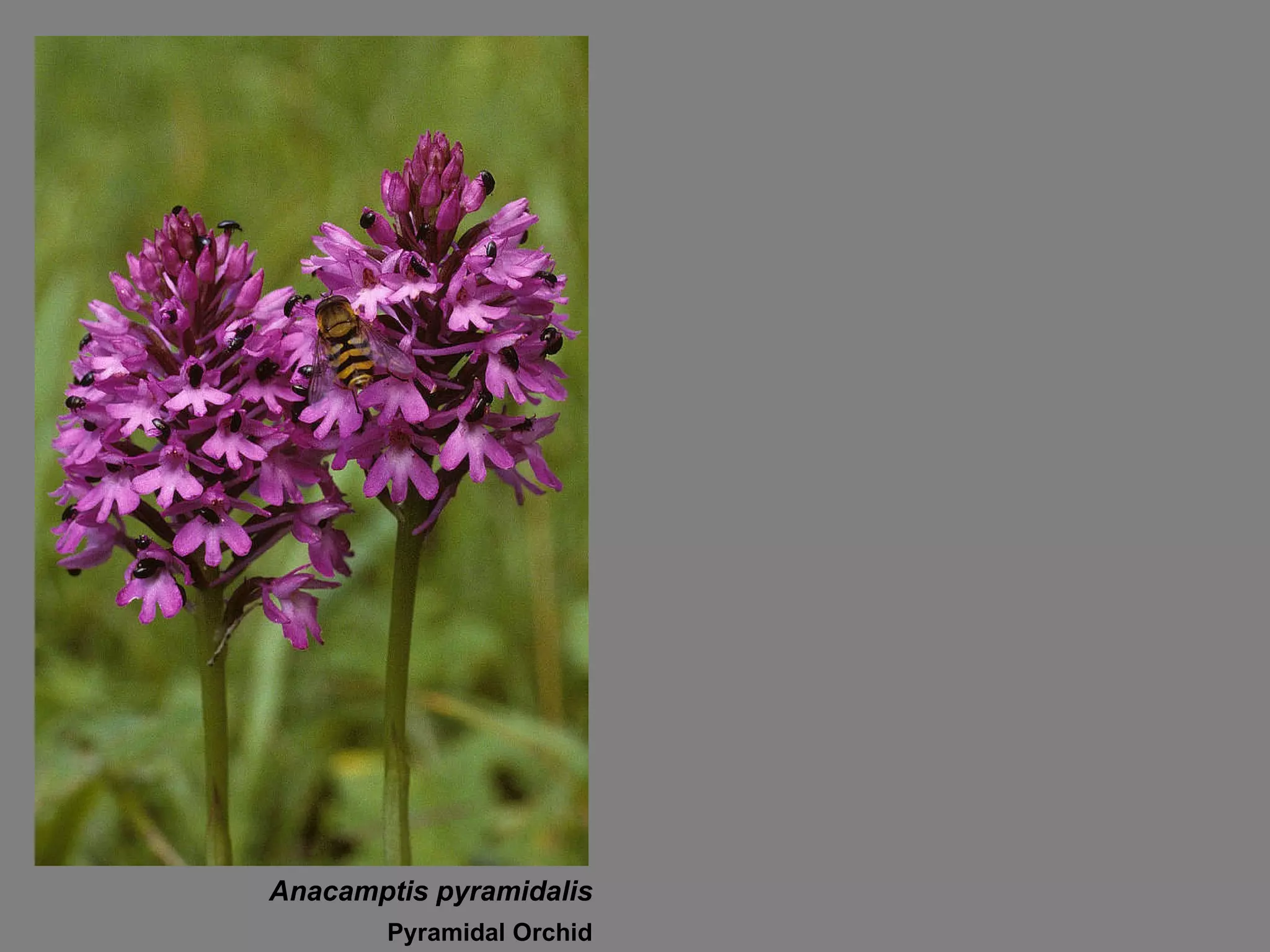 Anacamptis pyramidalis Pyramidal Orchid 