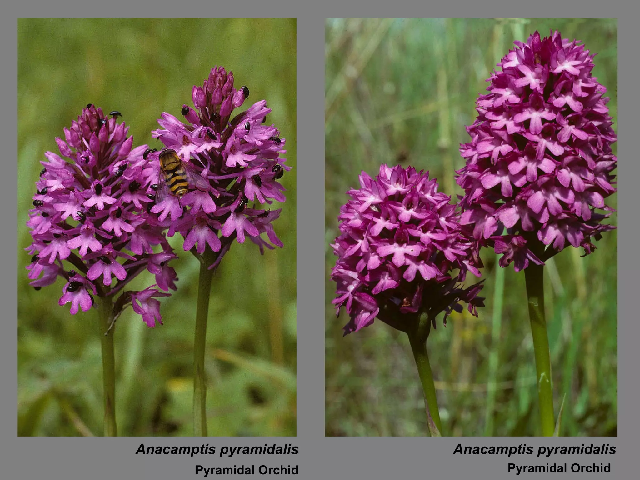 Anacamptis pyramidalis Pyramidal Orchid Anacamptis pyramidalis Pyramidal Orchid 