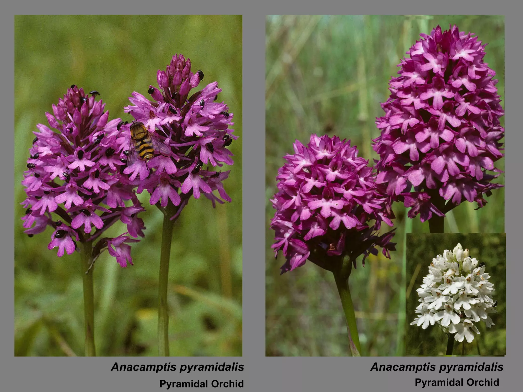 Anacamptis pyramidalis Pyramidal Orchid Anacamptis pyramidalis Pyramidal Orchid 
