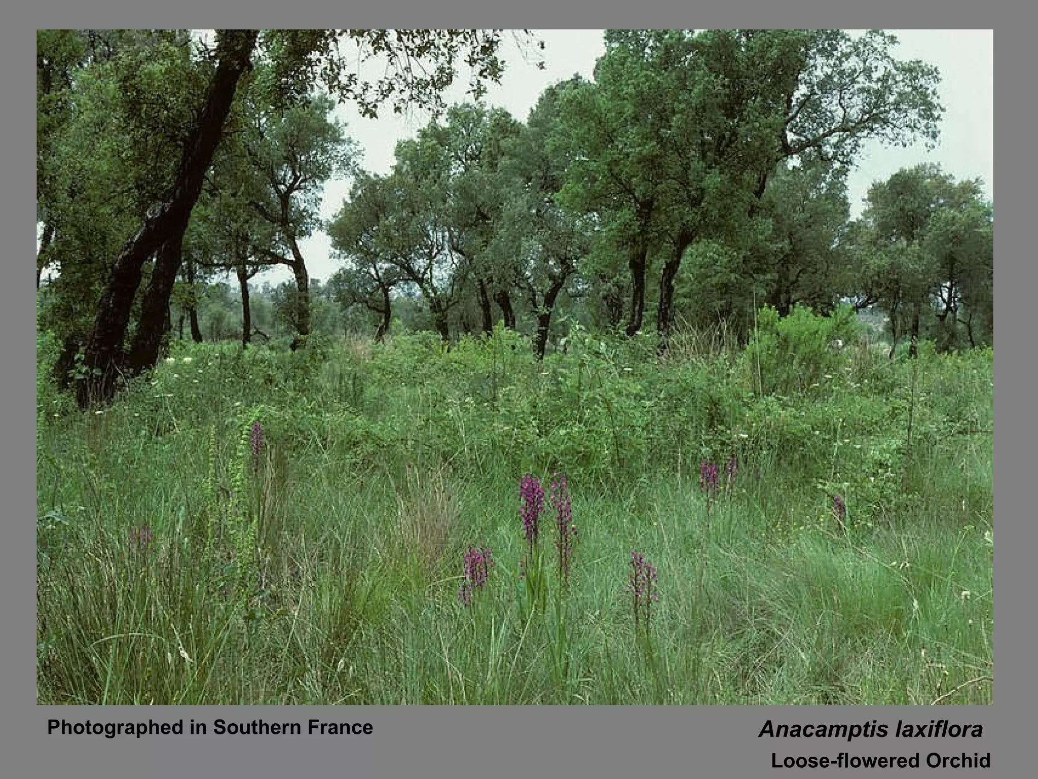 Anacamptis laxiflora Loose-flowered Orchid Photographed in Southern France 