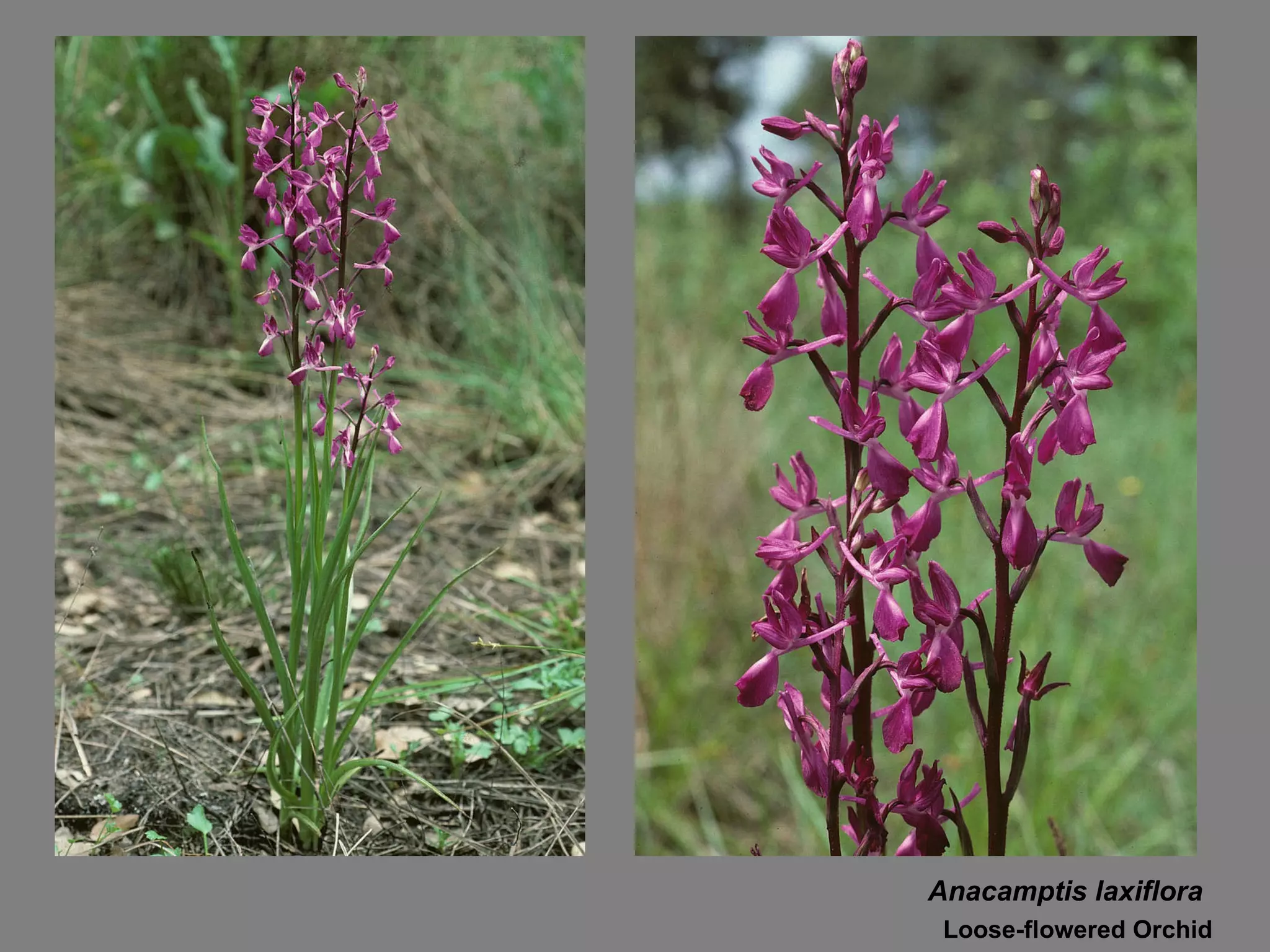 Anacamptis laxiflora Loose-flowered Orchid 