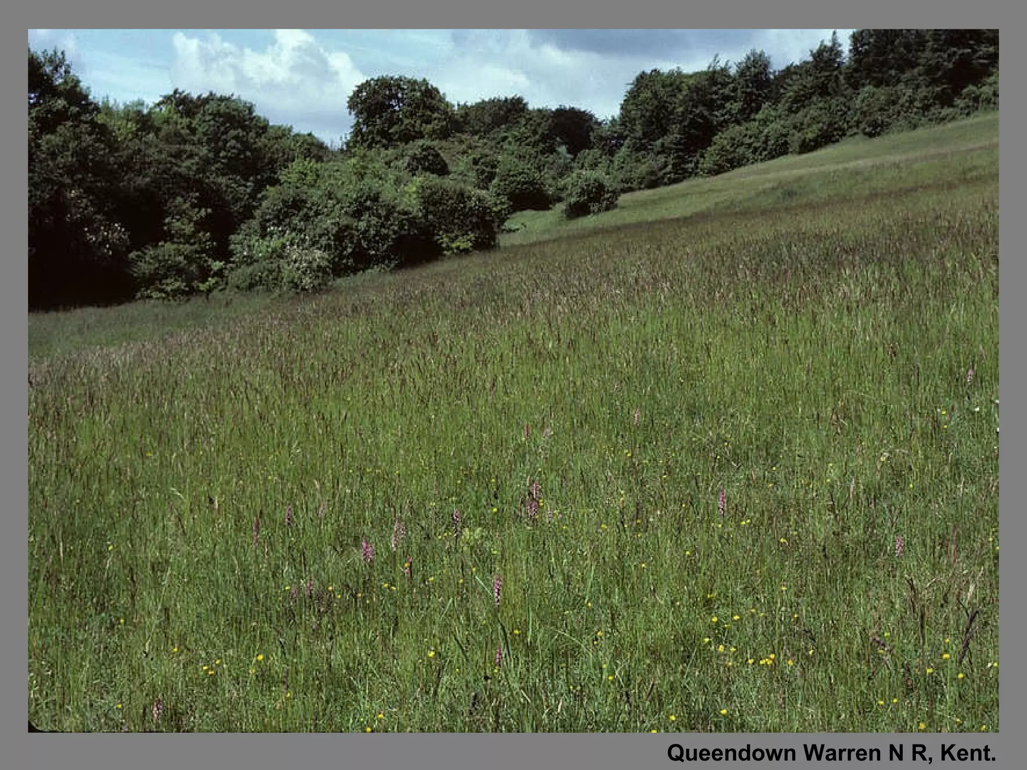 Queendown Warren N R, Kent. 