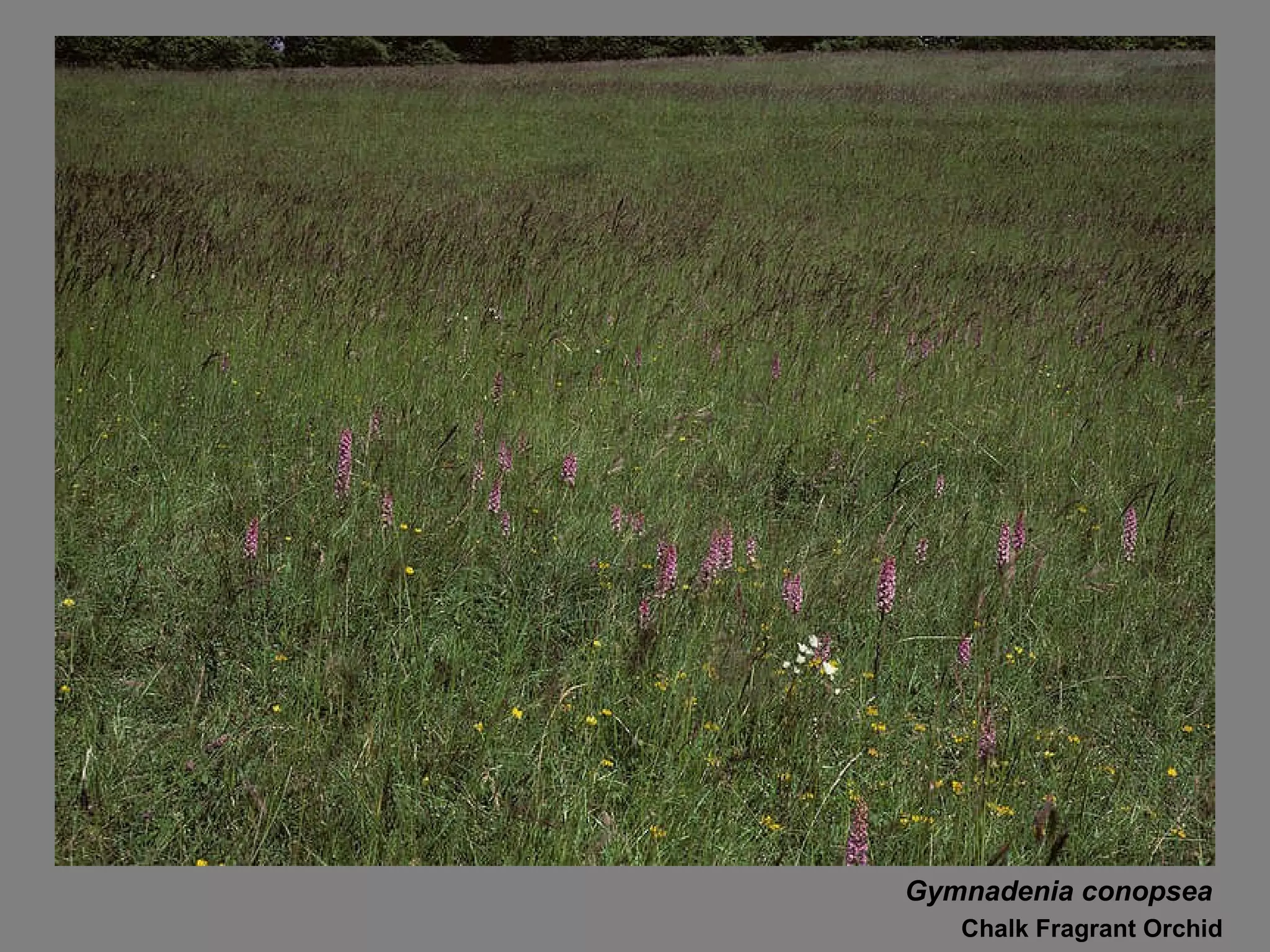 Gymnadenia conopsea Chalk Fragrant Orchid 