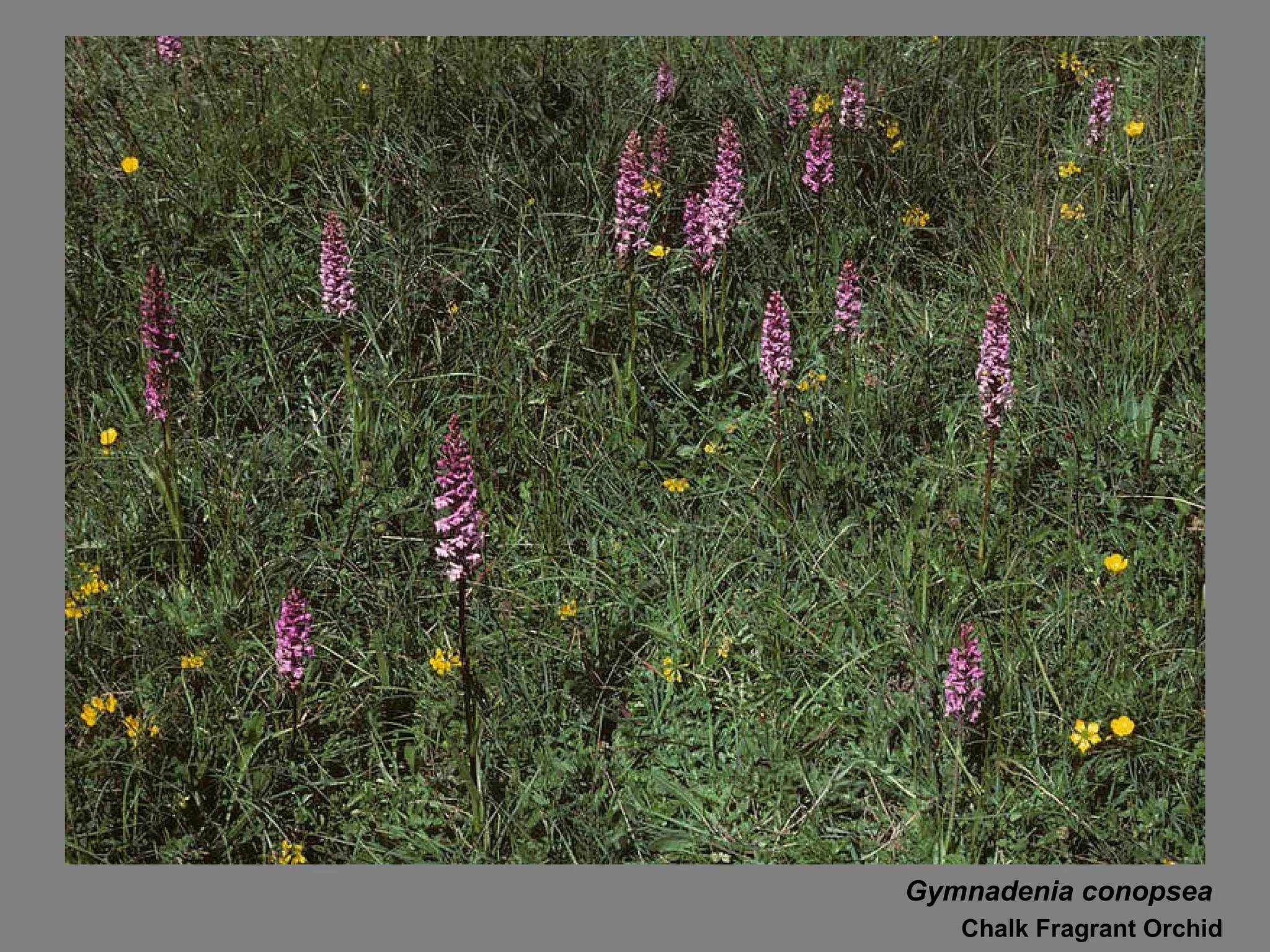 Gymnadenia conopsea Chalk Fragrant Orchid 
