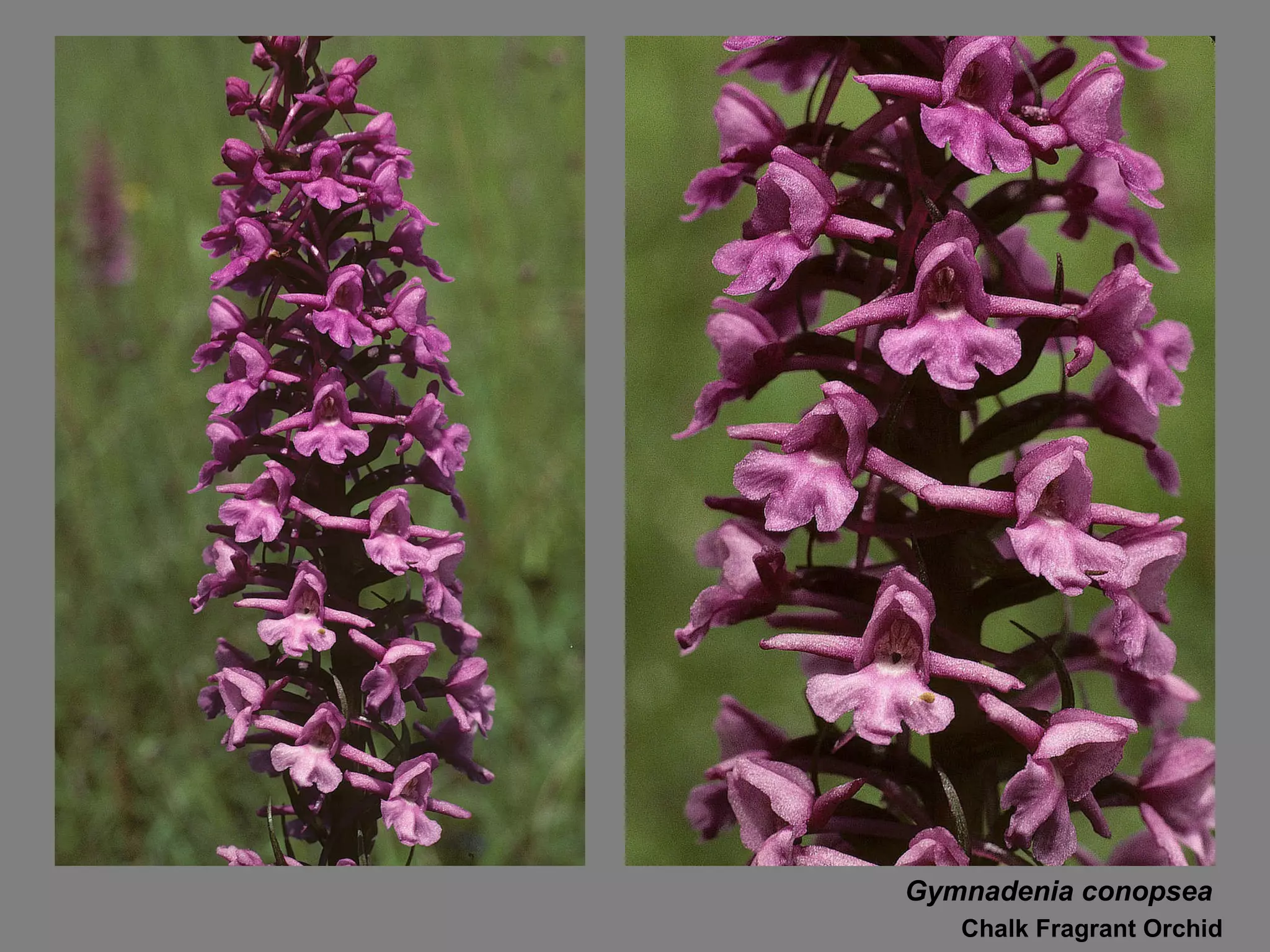 Gymnadenia conopsea Chalk Fragrant Orchid 