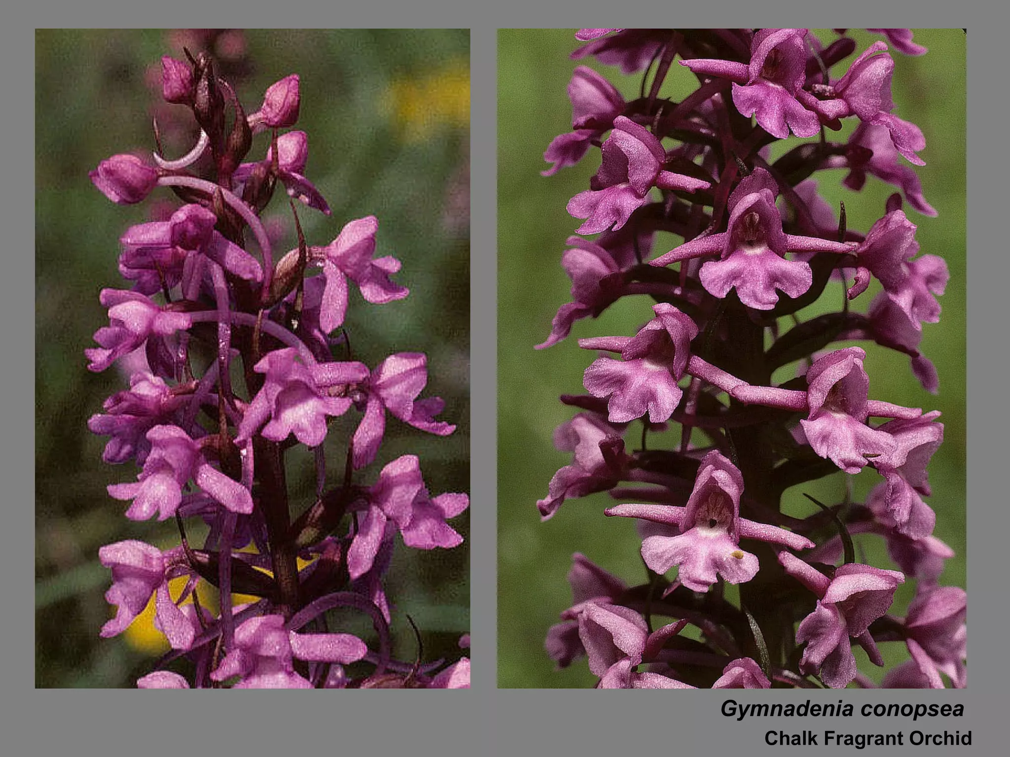 Gymnadenia conopsea Chalk Fragrant Orchid 