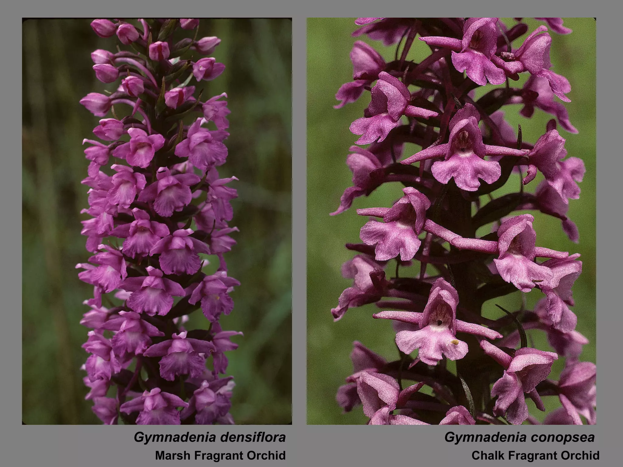 Gymnadenia conopsea Chalk Fragrant Orchid Gymnadenia densiflora Marsh Fragrant Orchid 