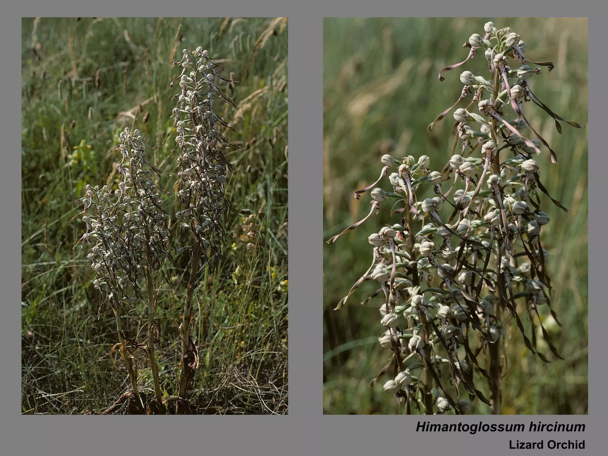 Himantoglossum hircinum Lizard Orchid 