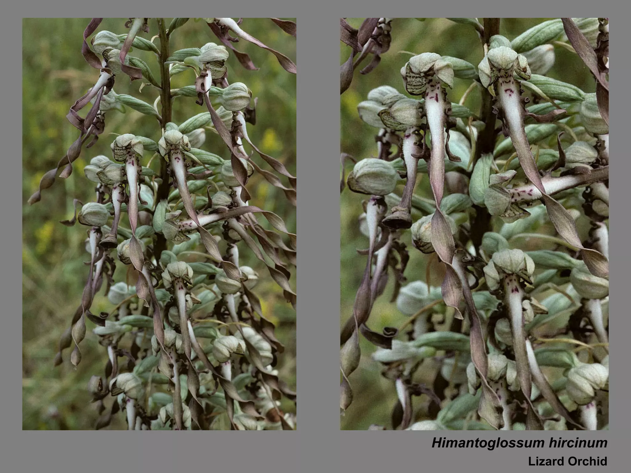 Himantoglossum hircinum Lizard Orchid 