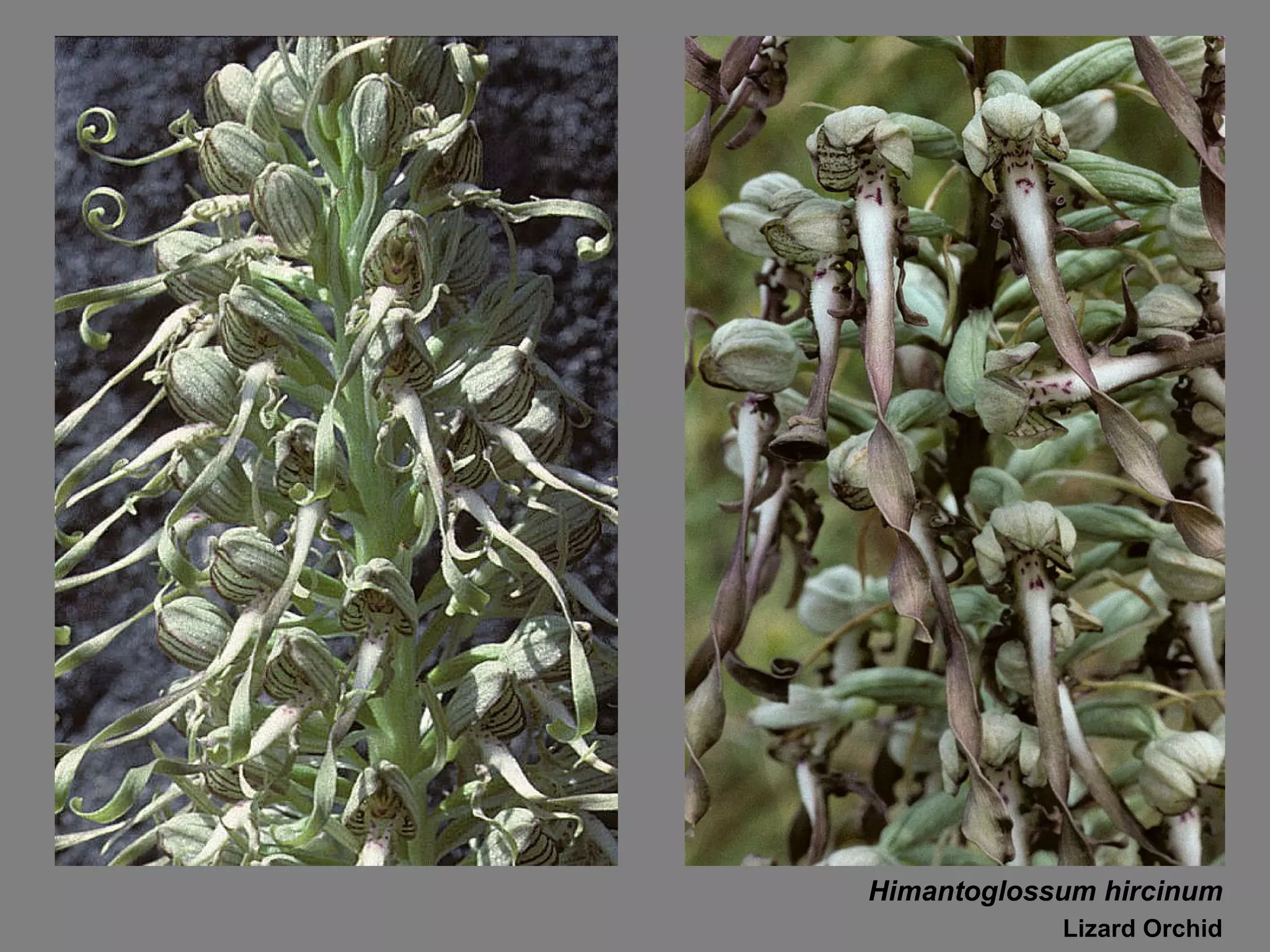 Himantoglossum hircinum Lizard Orchid 