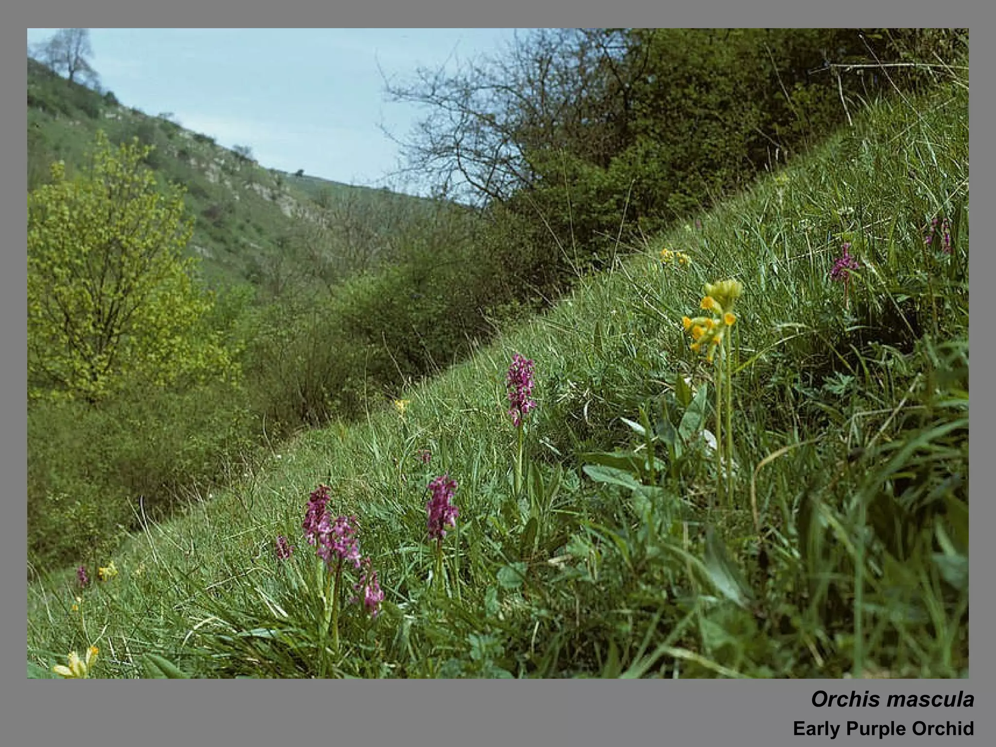 Orchis mascula Early Purple Orchid 