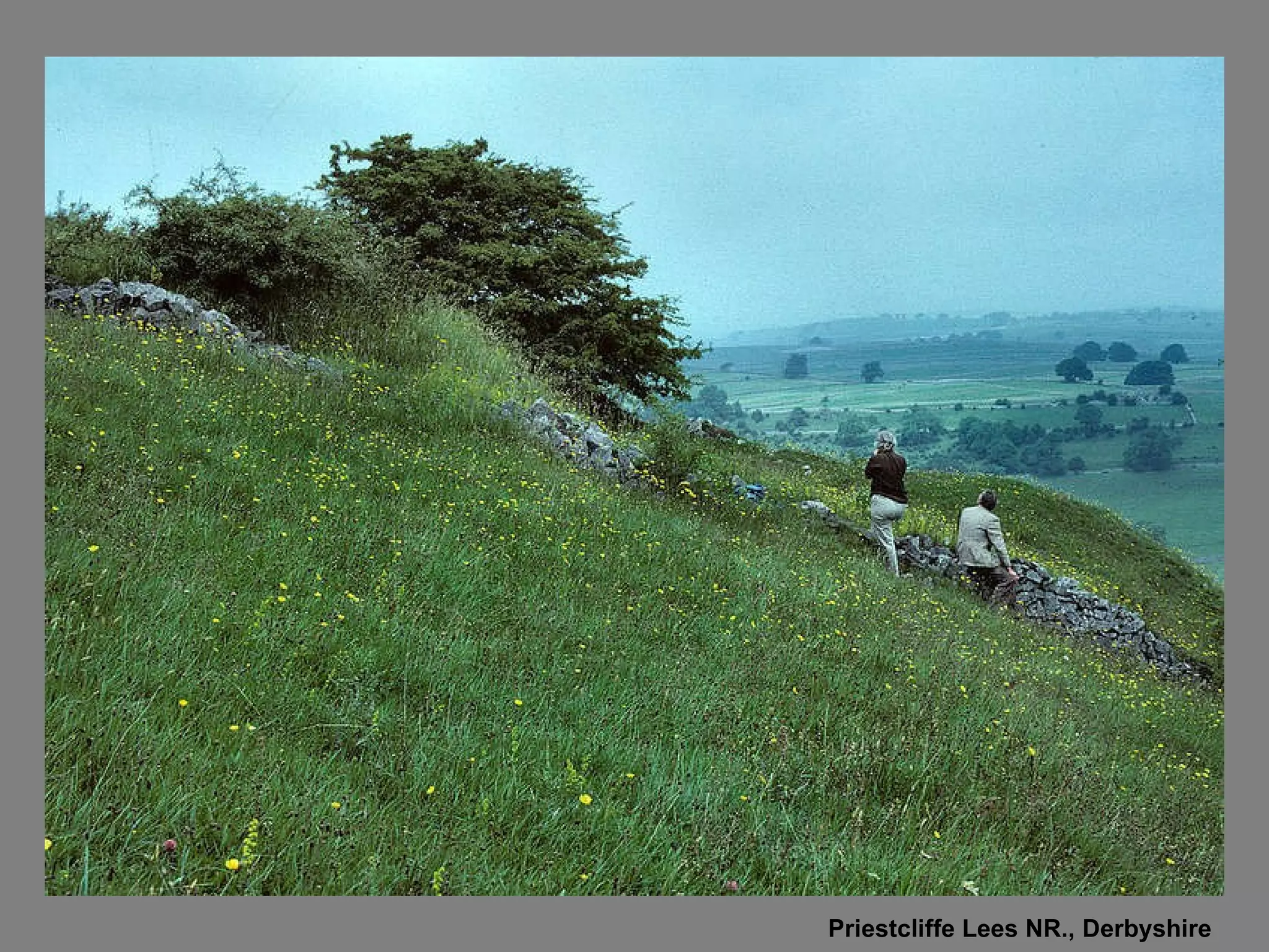 Priestcliffe Lees NR., Derbyshire 