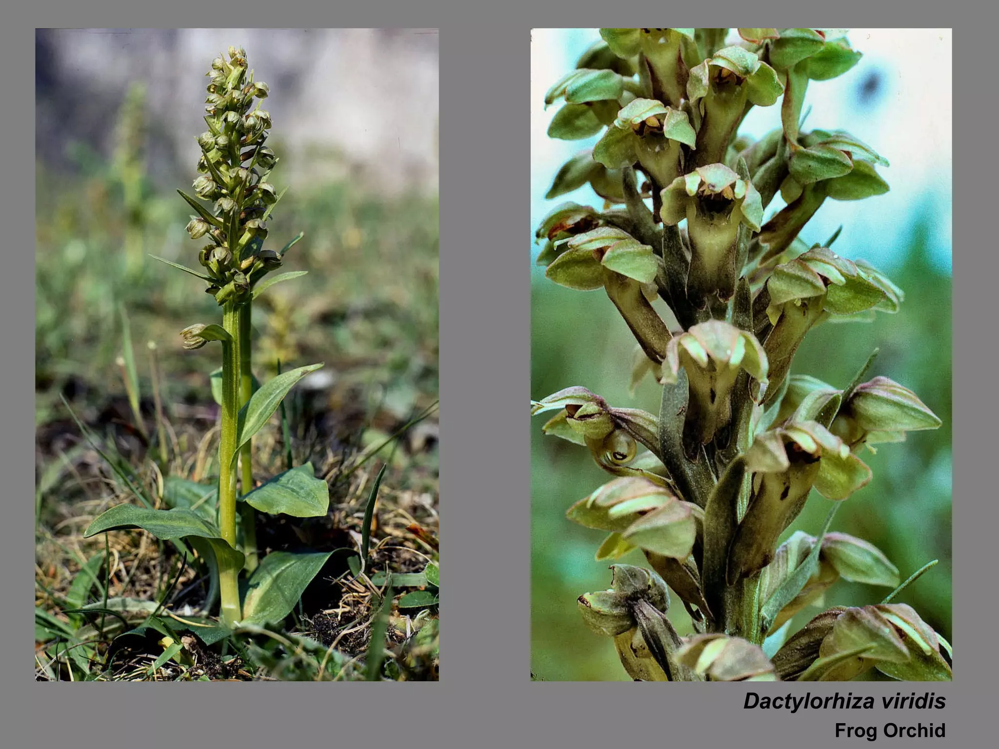 Dactylorhiza viridis Frog Orchid 