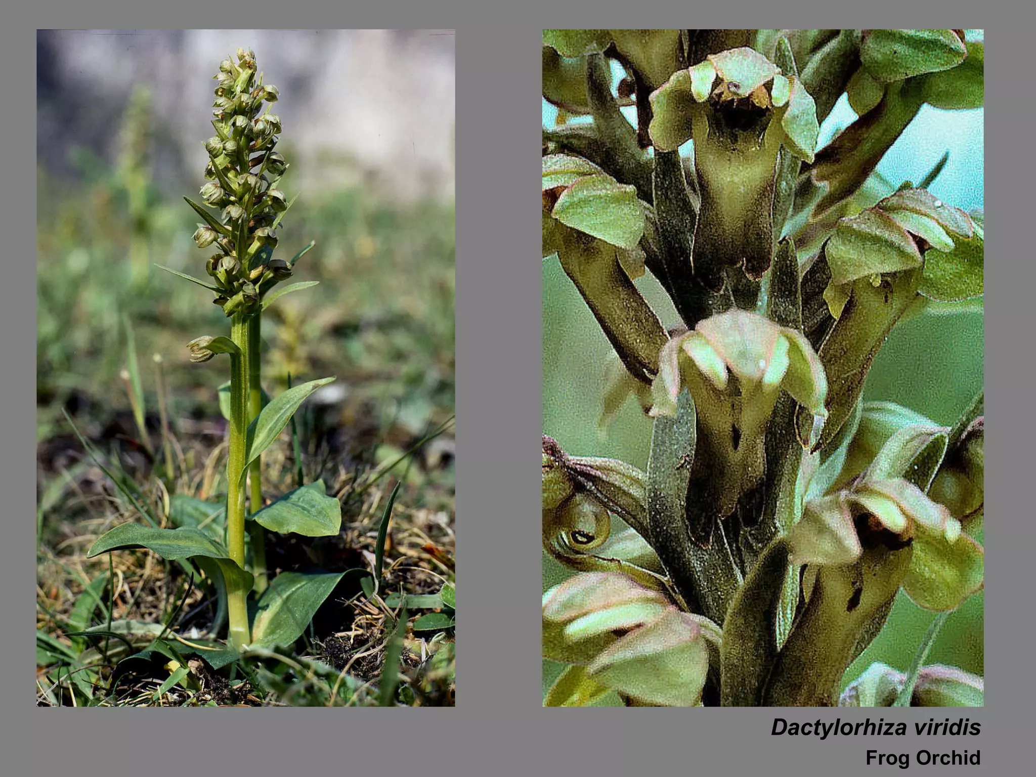 Dactylorhiza viridis Frog Orchid 