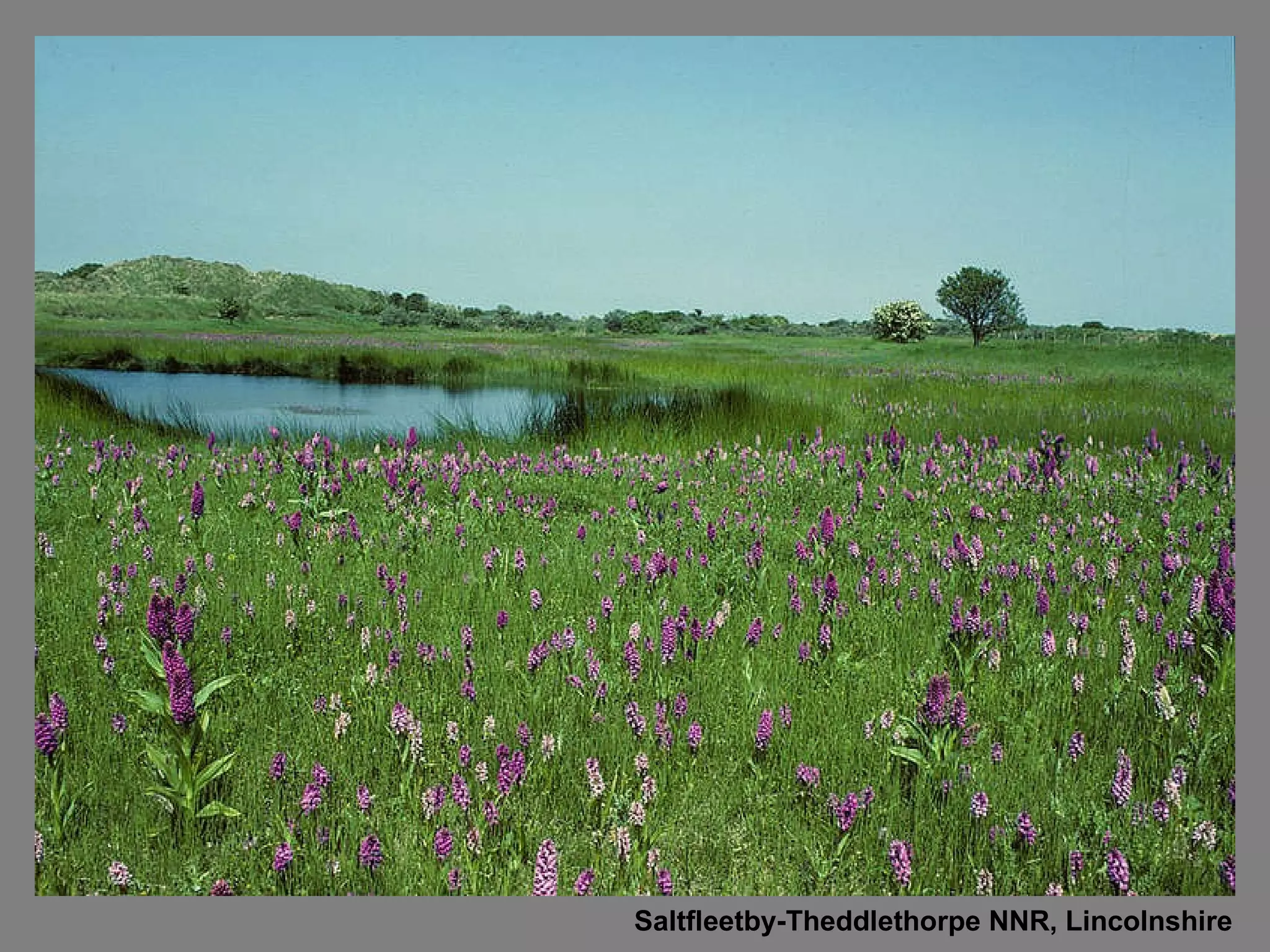 Saltfleetby-Theddlethorpe NNR, Lincolnshire 