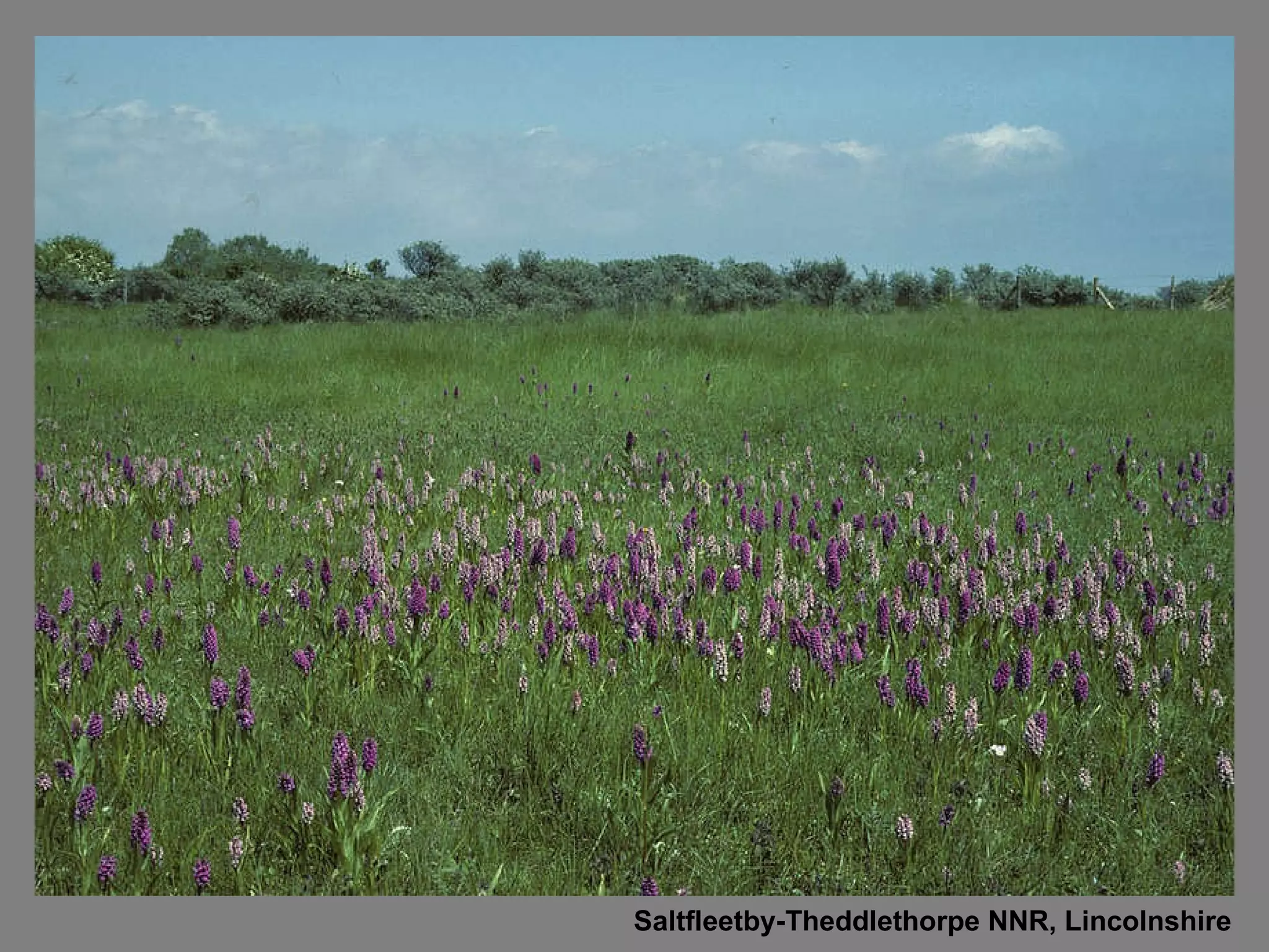 Saltfleetby-Theddlethorpe NNR, Lincolnshire 