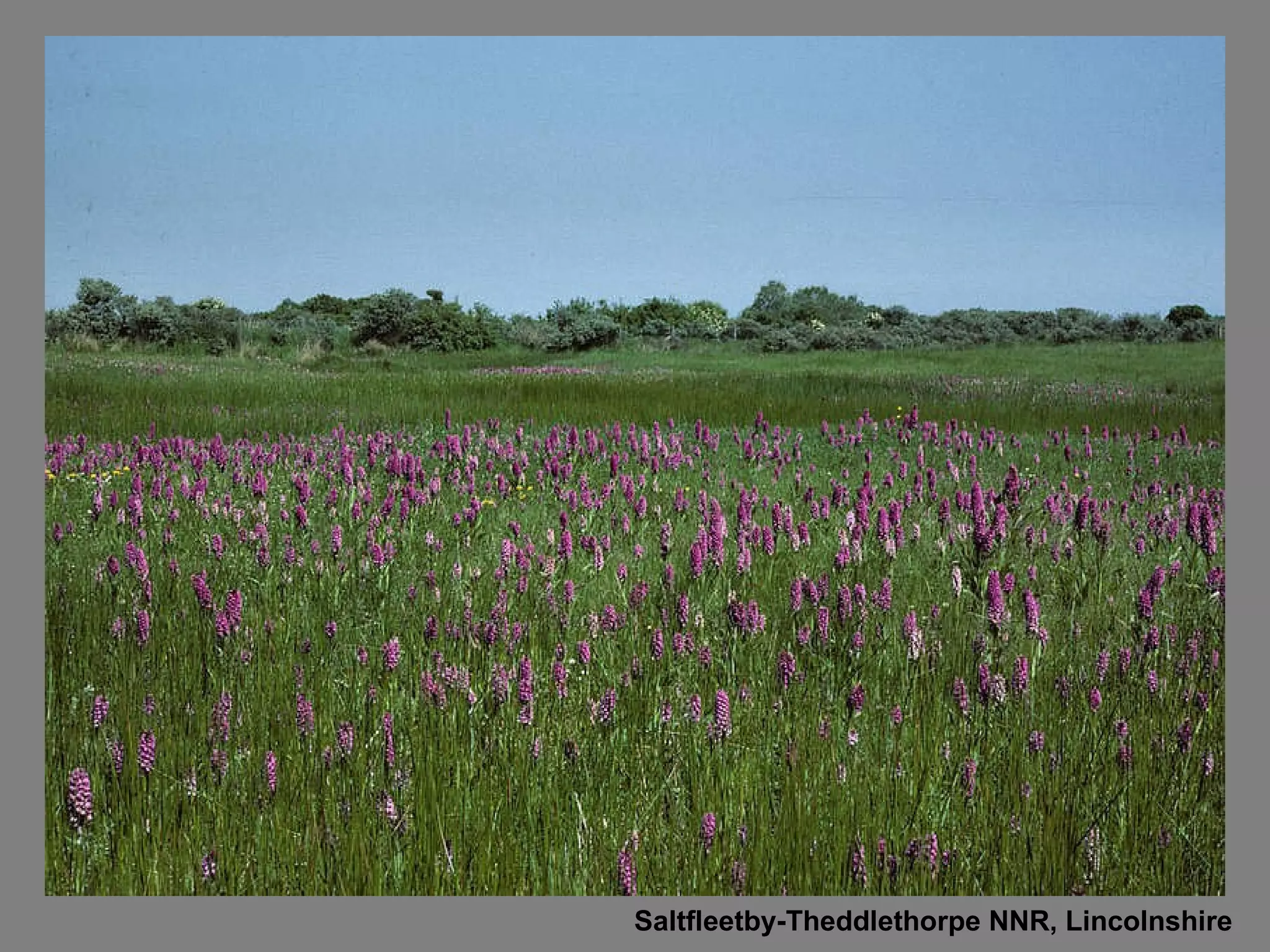 Saltfleetby-Theddlethorpe NNR, Lincolnshire 