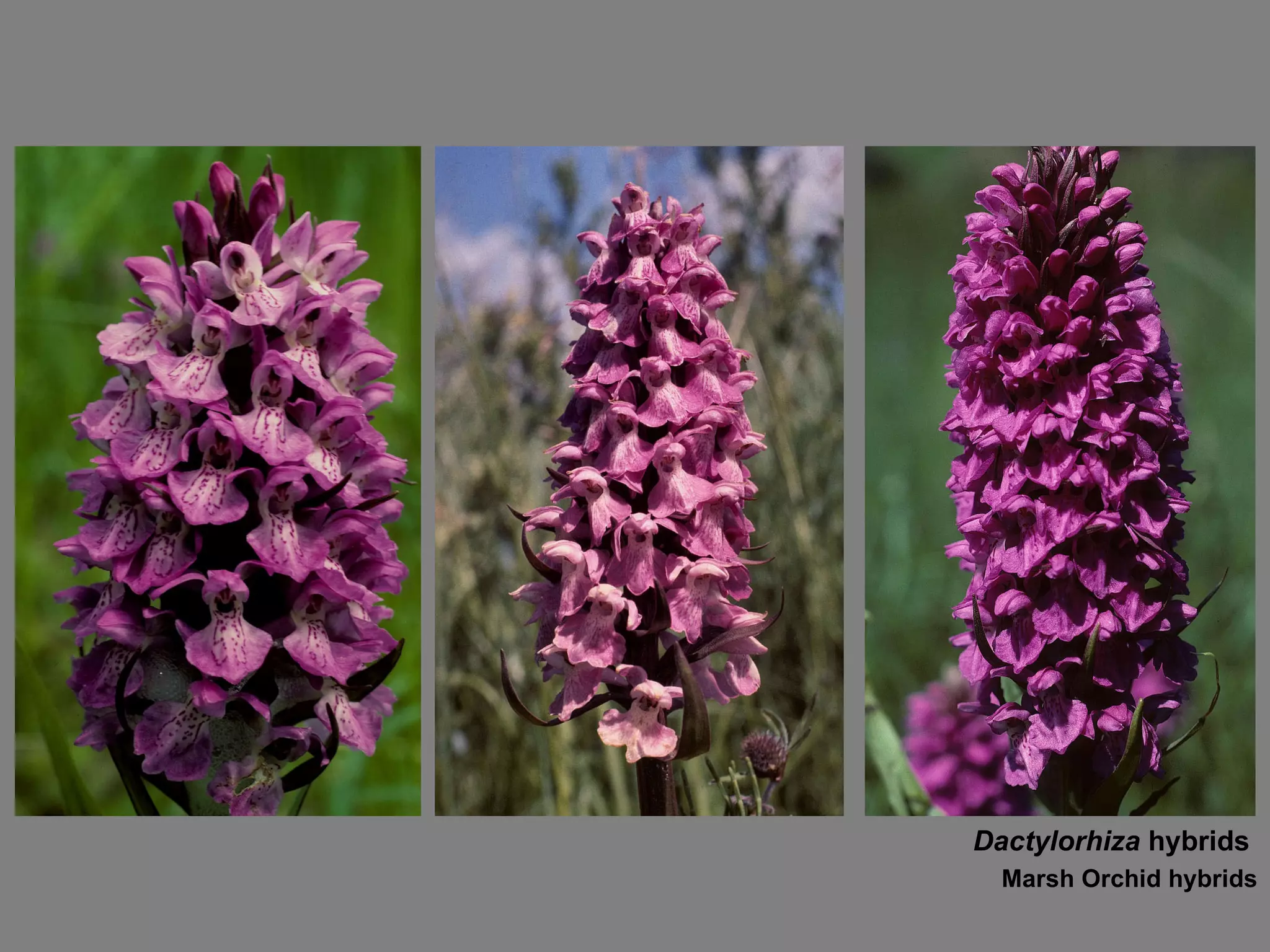 Dactylorhiza  hybrids   Marsh Orchid hybrids 