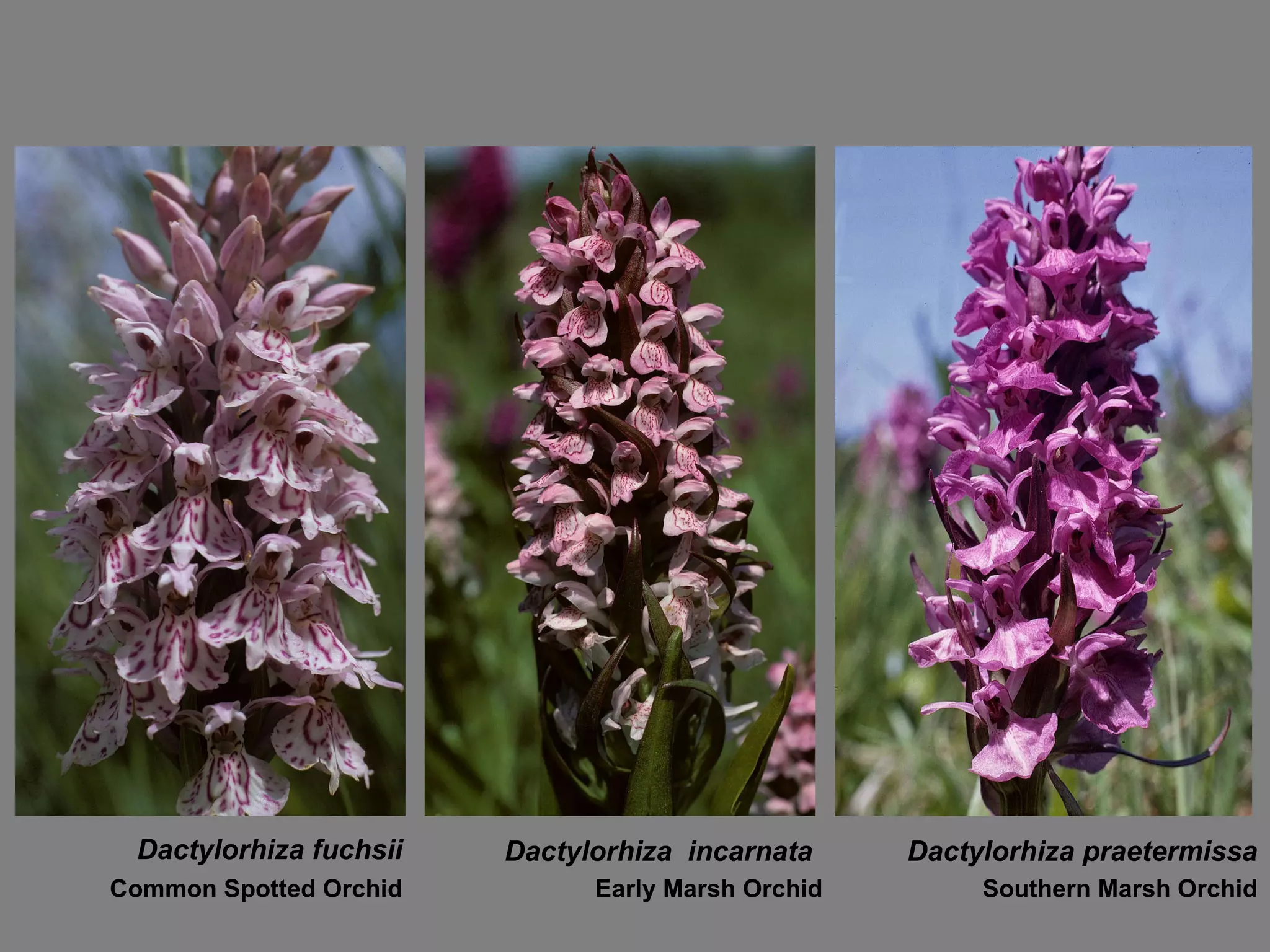 Dactylorhiza fuchsii Common Spotted Orchid Dactylorhiza  incarnata Early Marsh Orchid Dactylorhiza praetermissa Southern Marsh Orchid 