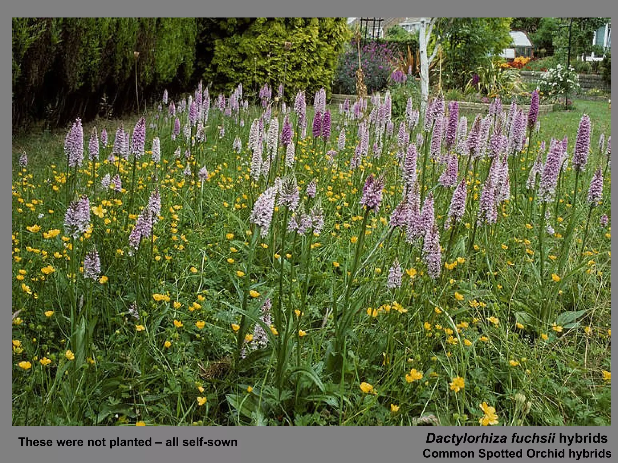 Dactylorhiza fuchsii  hybrids   Common Spotted Orchid hybrids These were not planted – all self-sown 