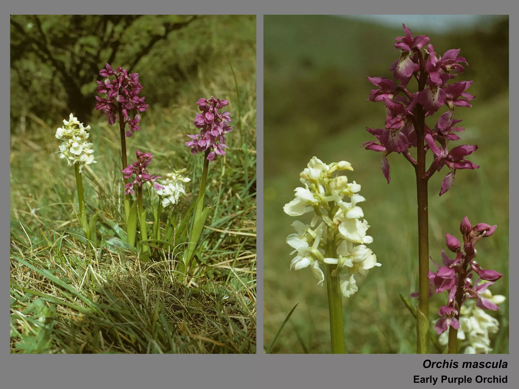 Orchis mascula Early Purple Orchid 